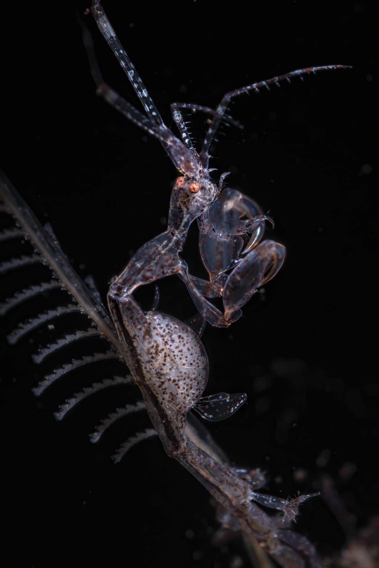 mamma di gamberetto scheletro