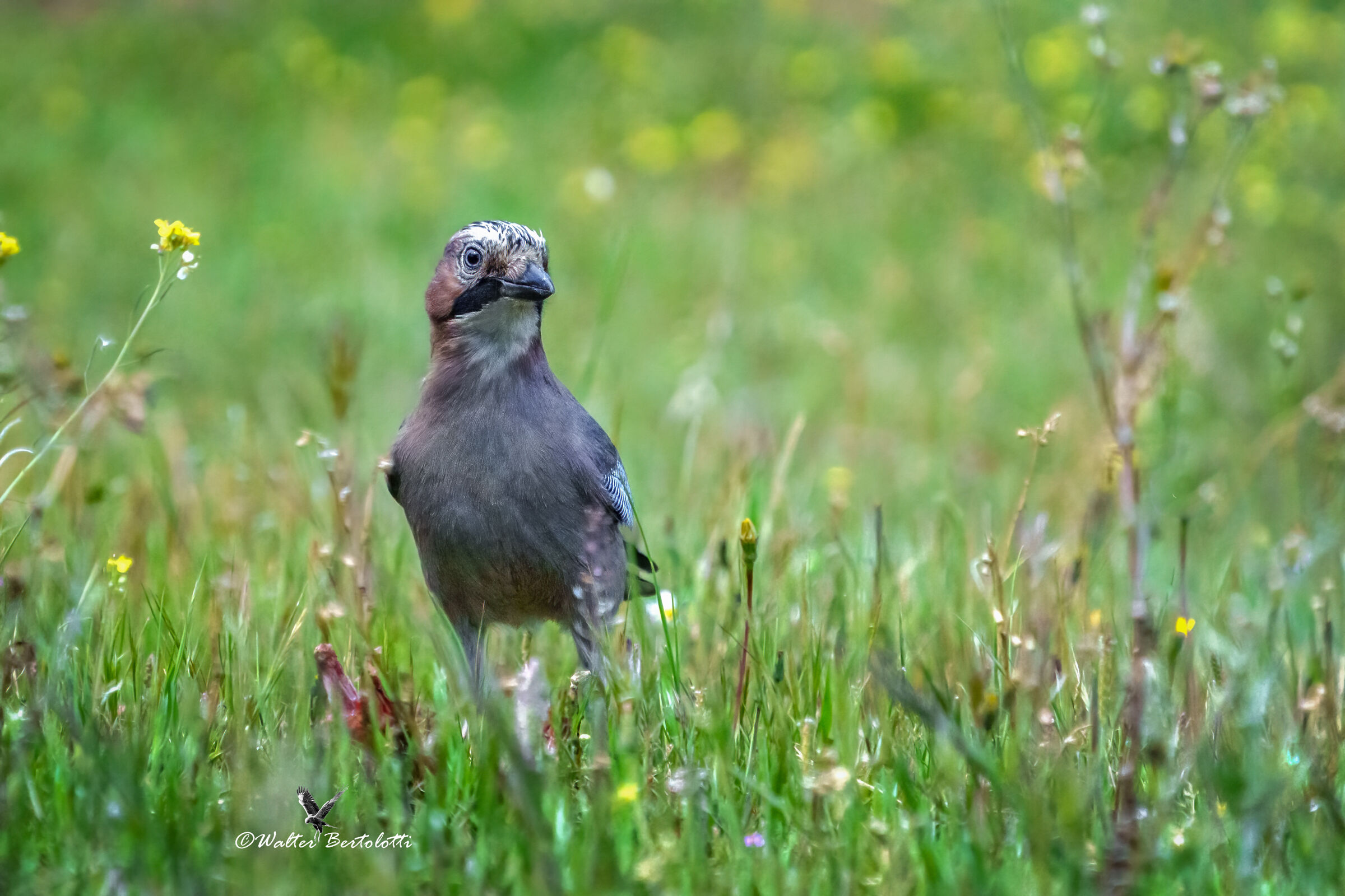 ghiandaia bagnata...