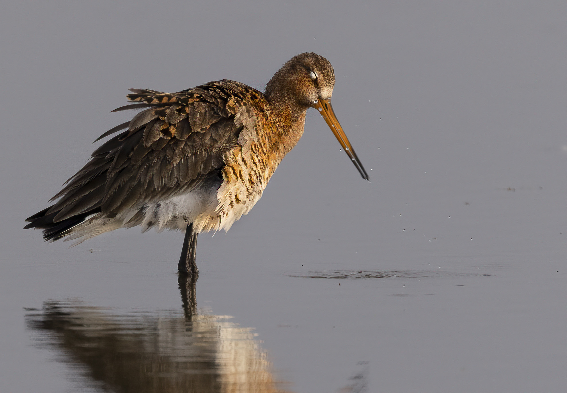 le abluzioni della pittima reale
