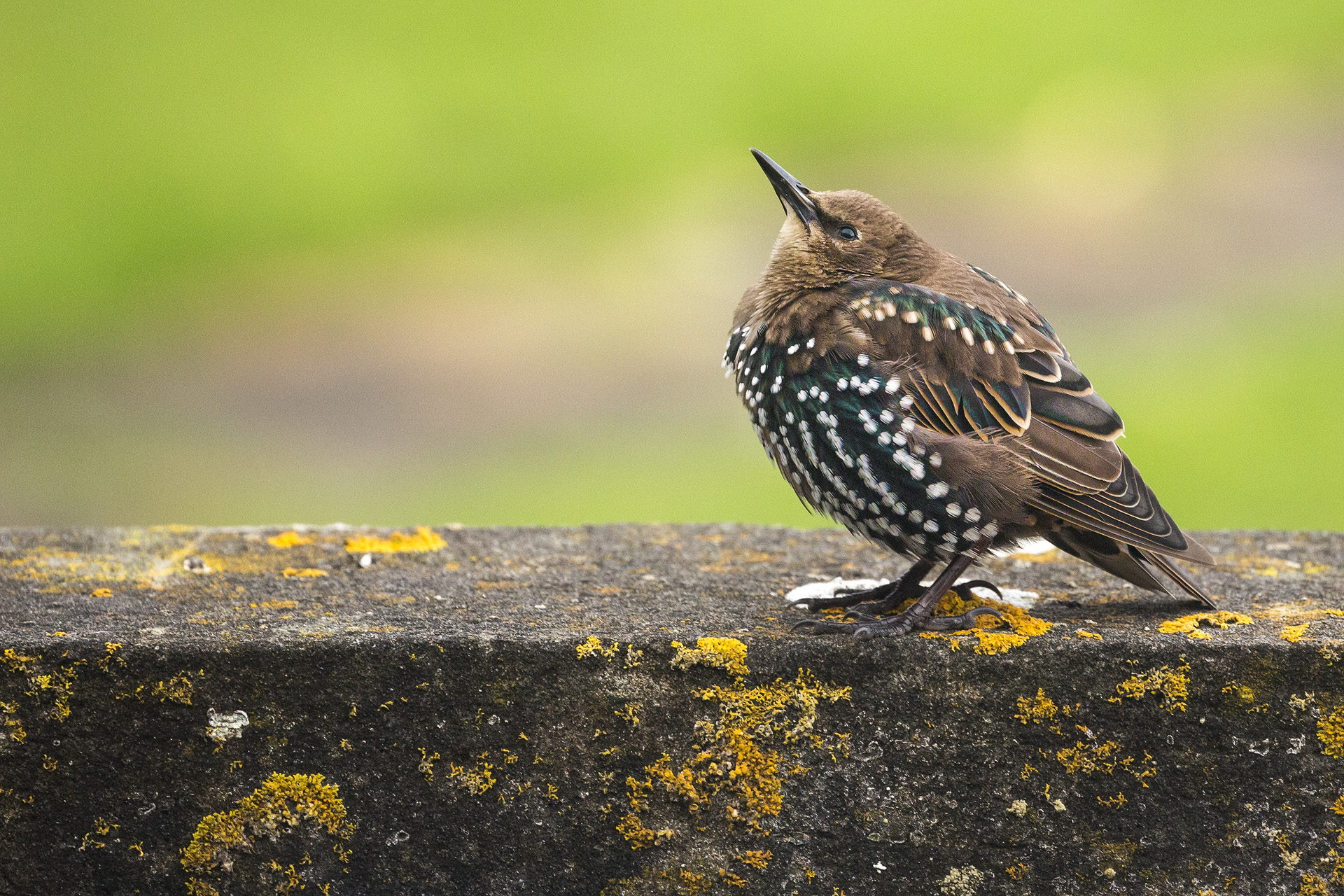 Con il becco all'insù