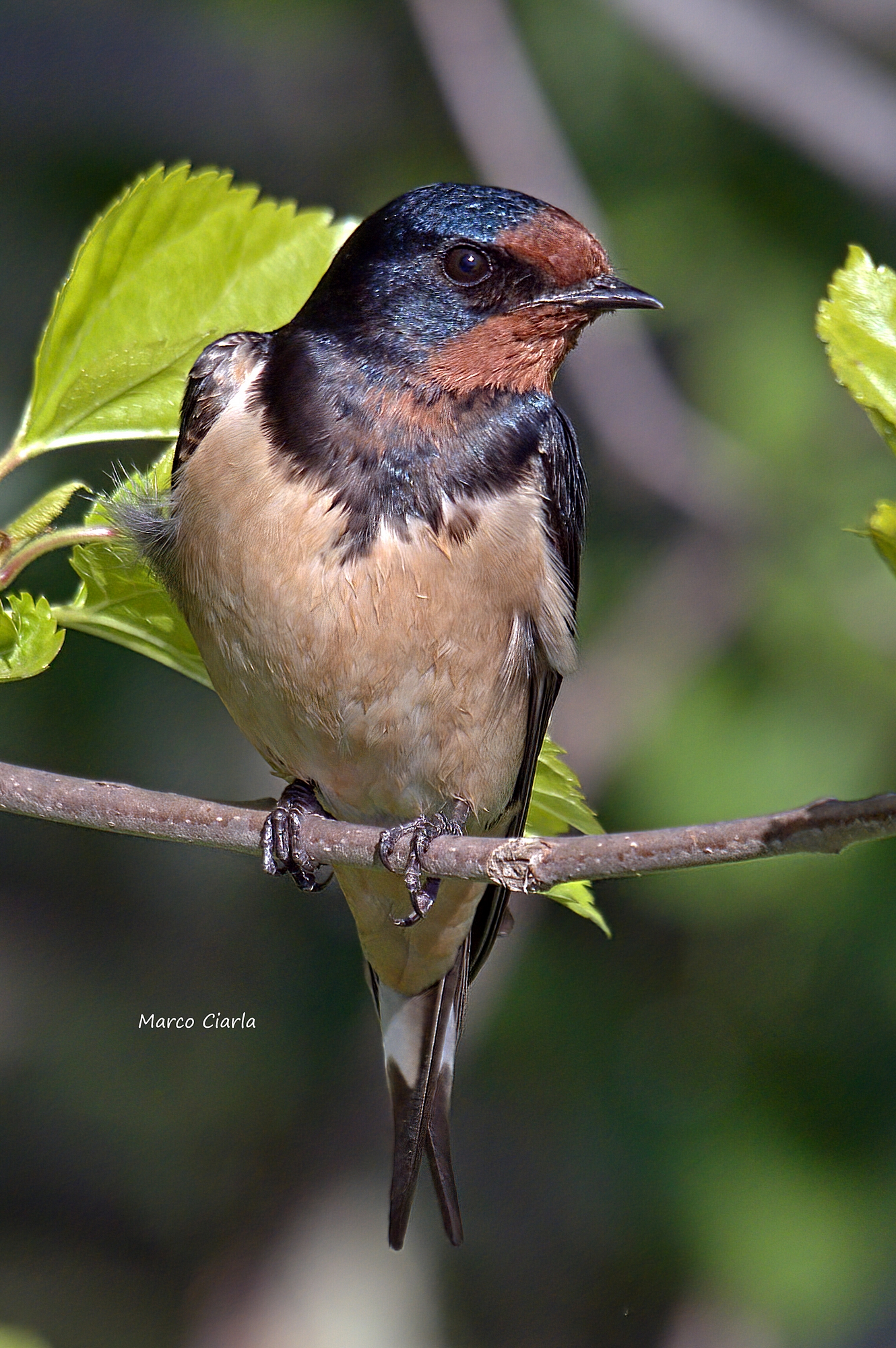 Rondine (Hirundo rustica )