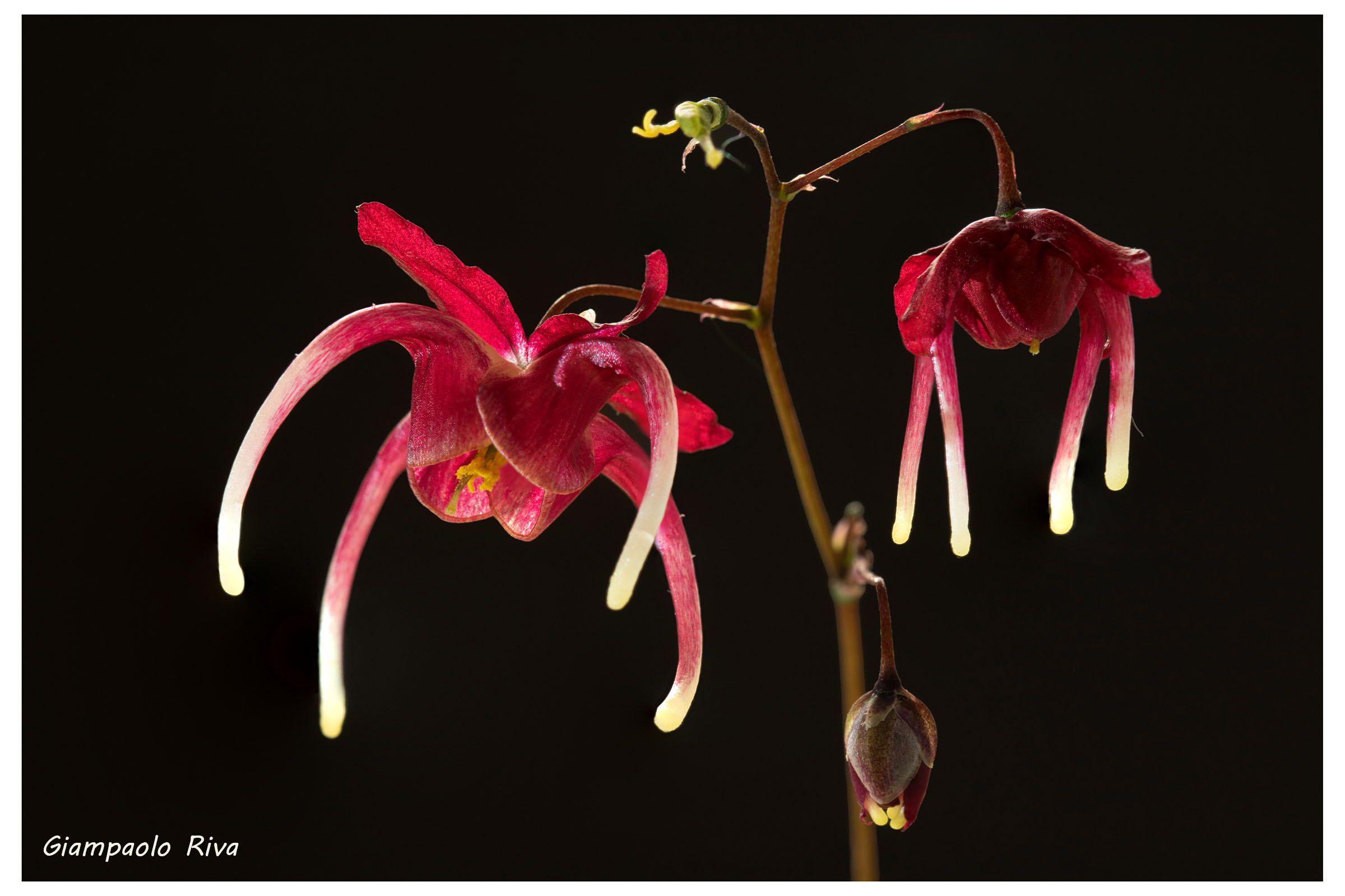 Fiore di Epimedium rosso