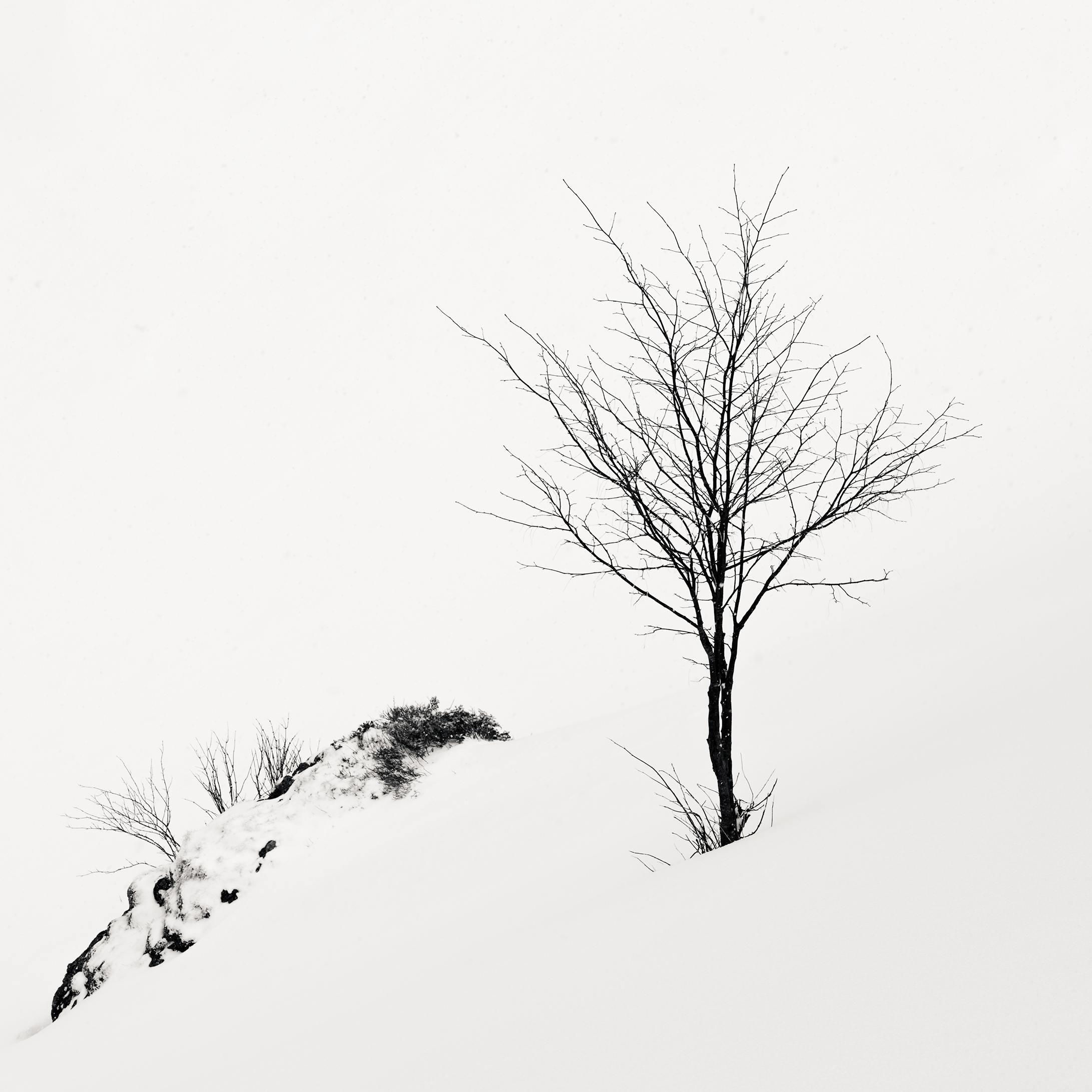 The Tree and The Rock