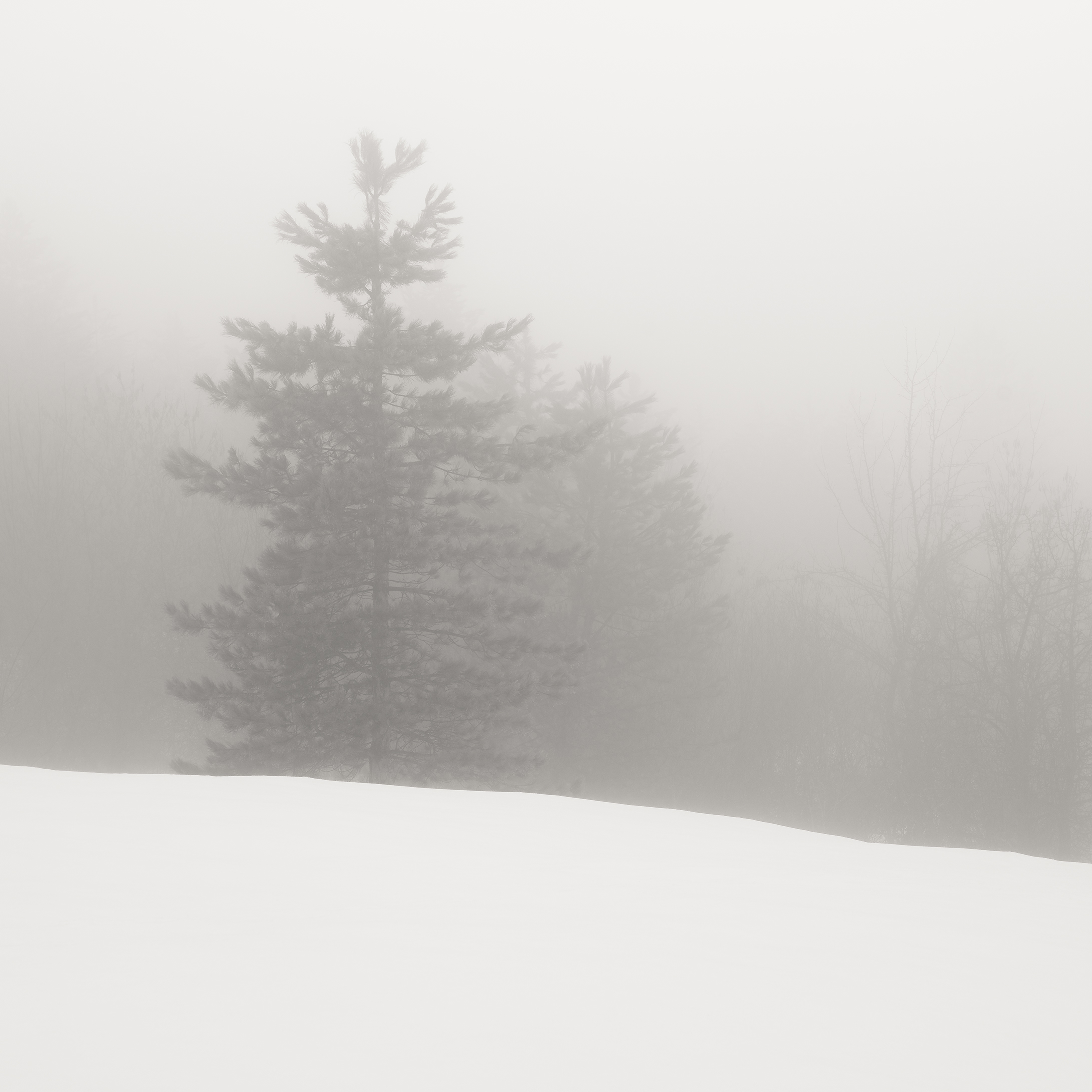 Standing In The Mist