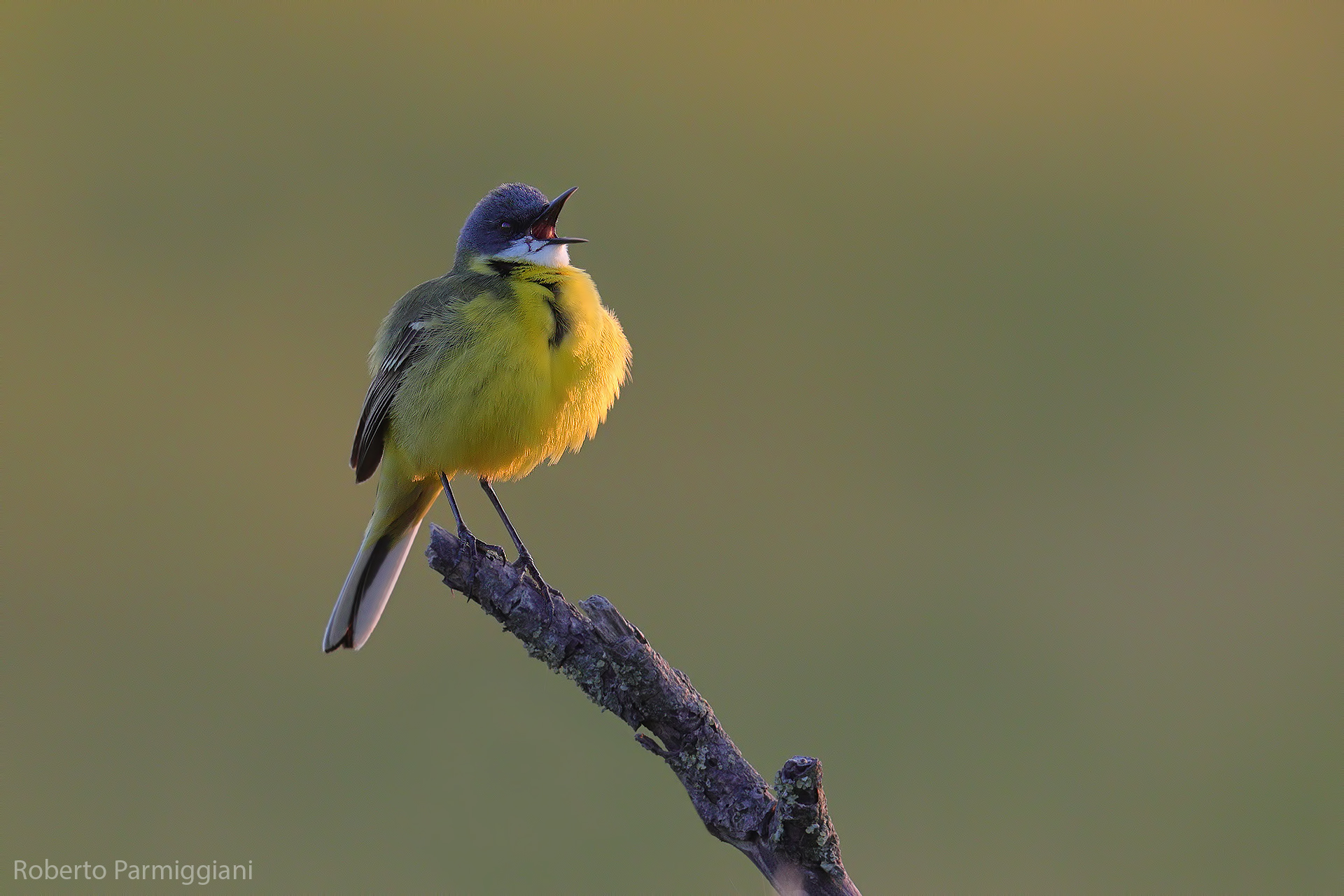 Ultima luce con cutrettola
