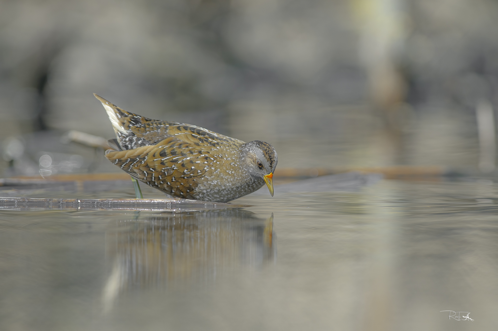 spotted crake