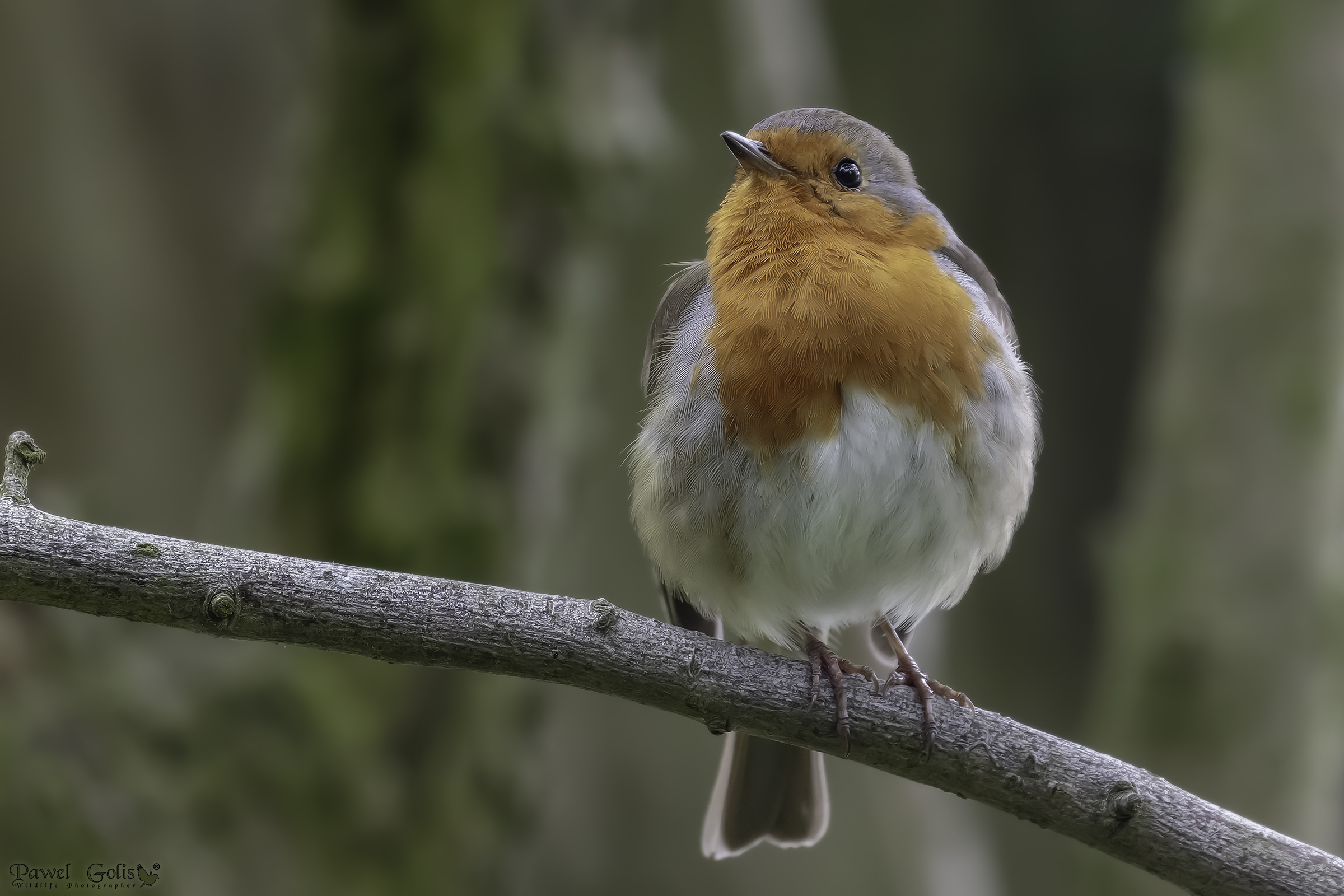 Pettirosso europeo (Erithacus rubecula)