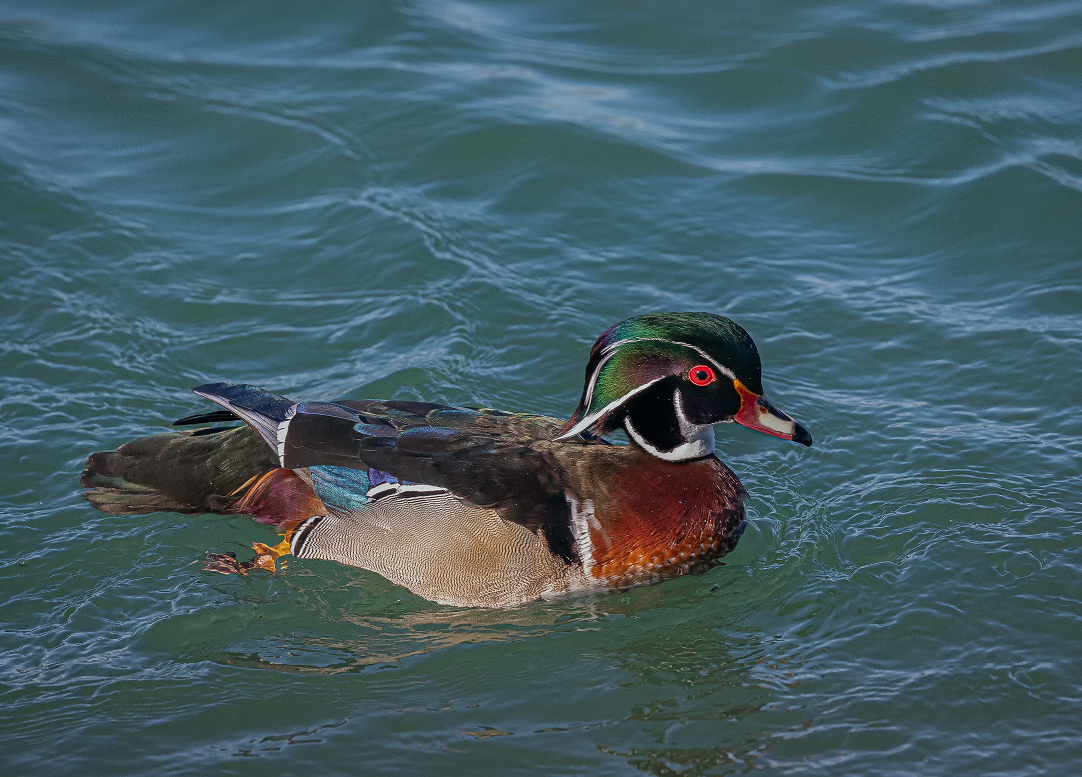 Male Woodduck on the River.