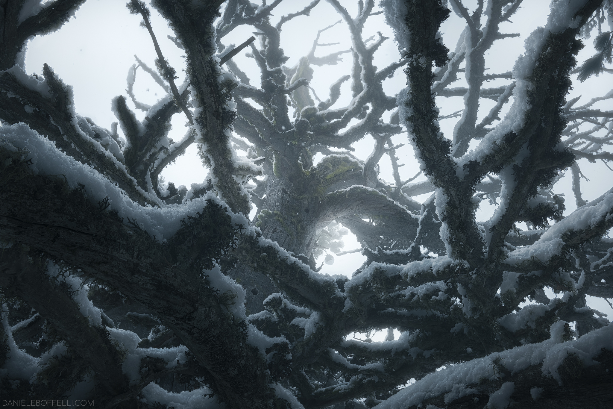 Il guardiano del bosco