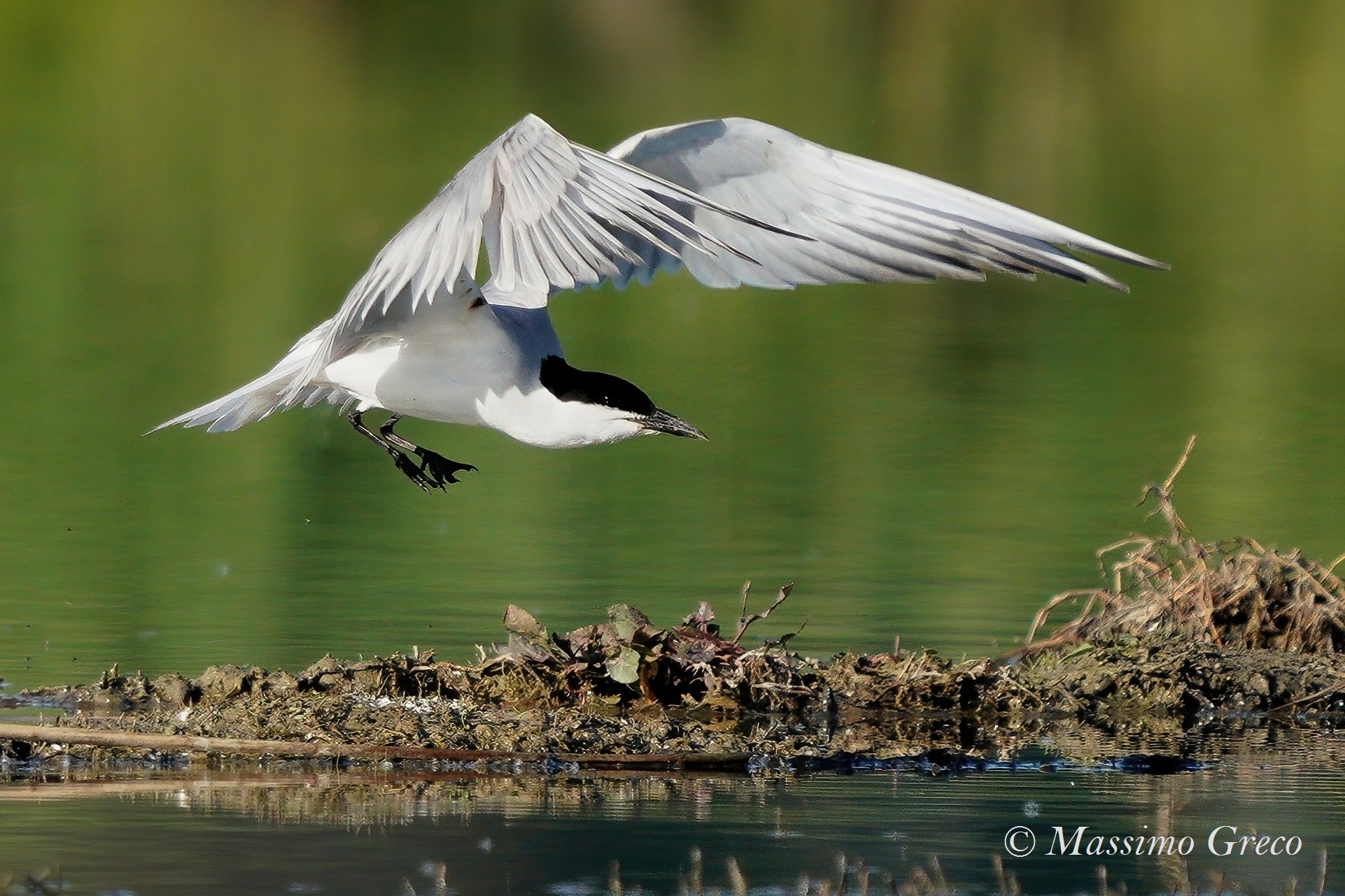Black-legged Tern (Nilotic Tern)