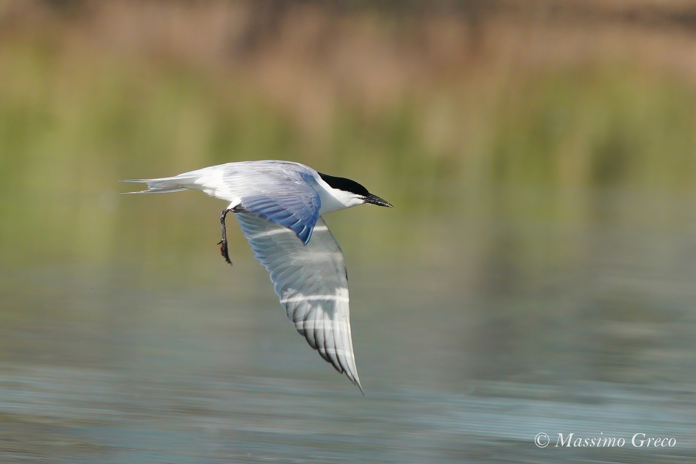 Black-legged Tern (Nilotic Tern)