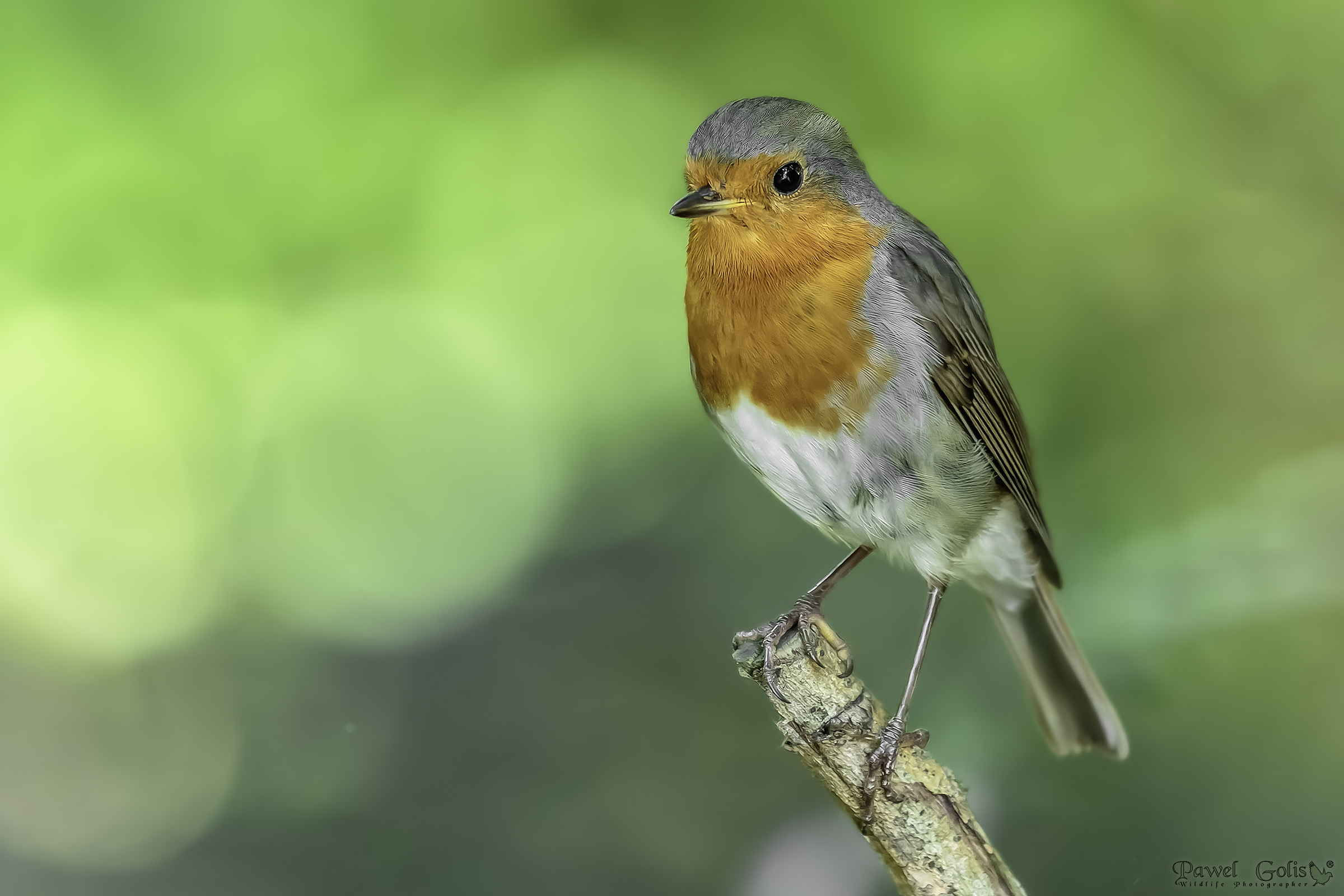 European robin (Erithacus rubecula)