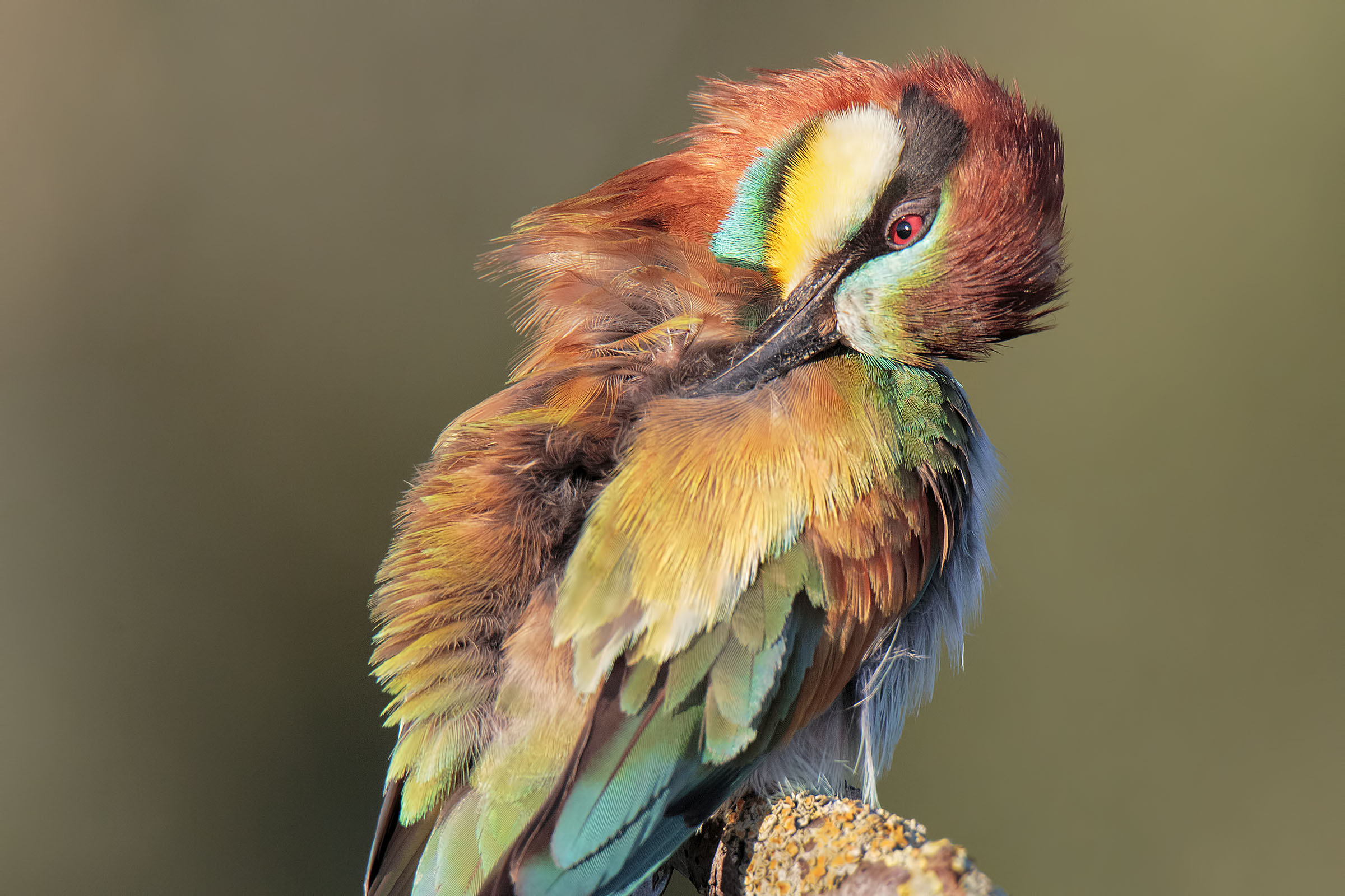 La toeletta del Gruccione