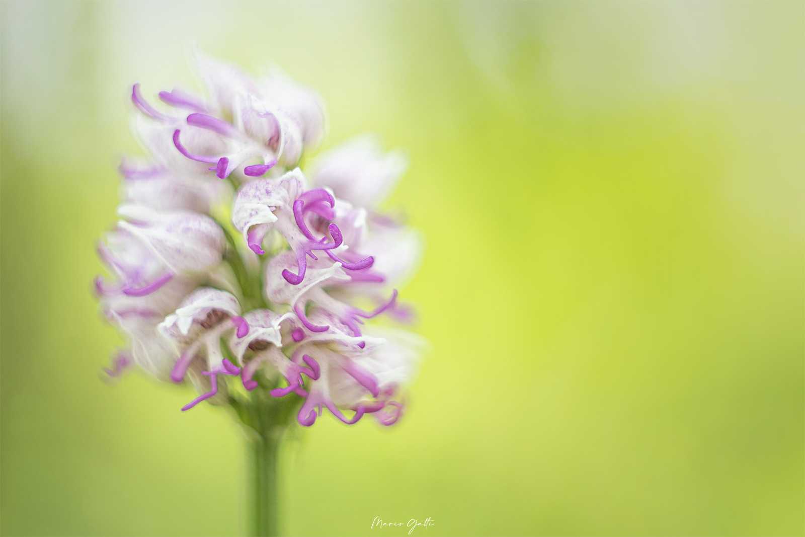 Orchis simia