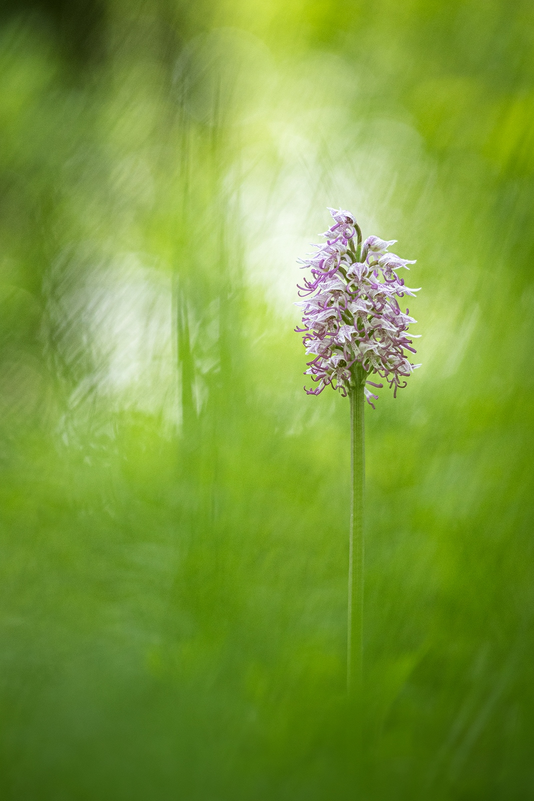 Orchis simia