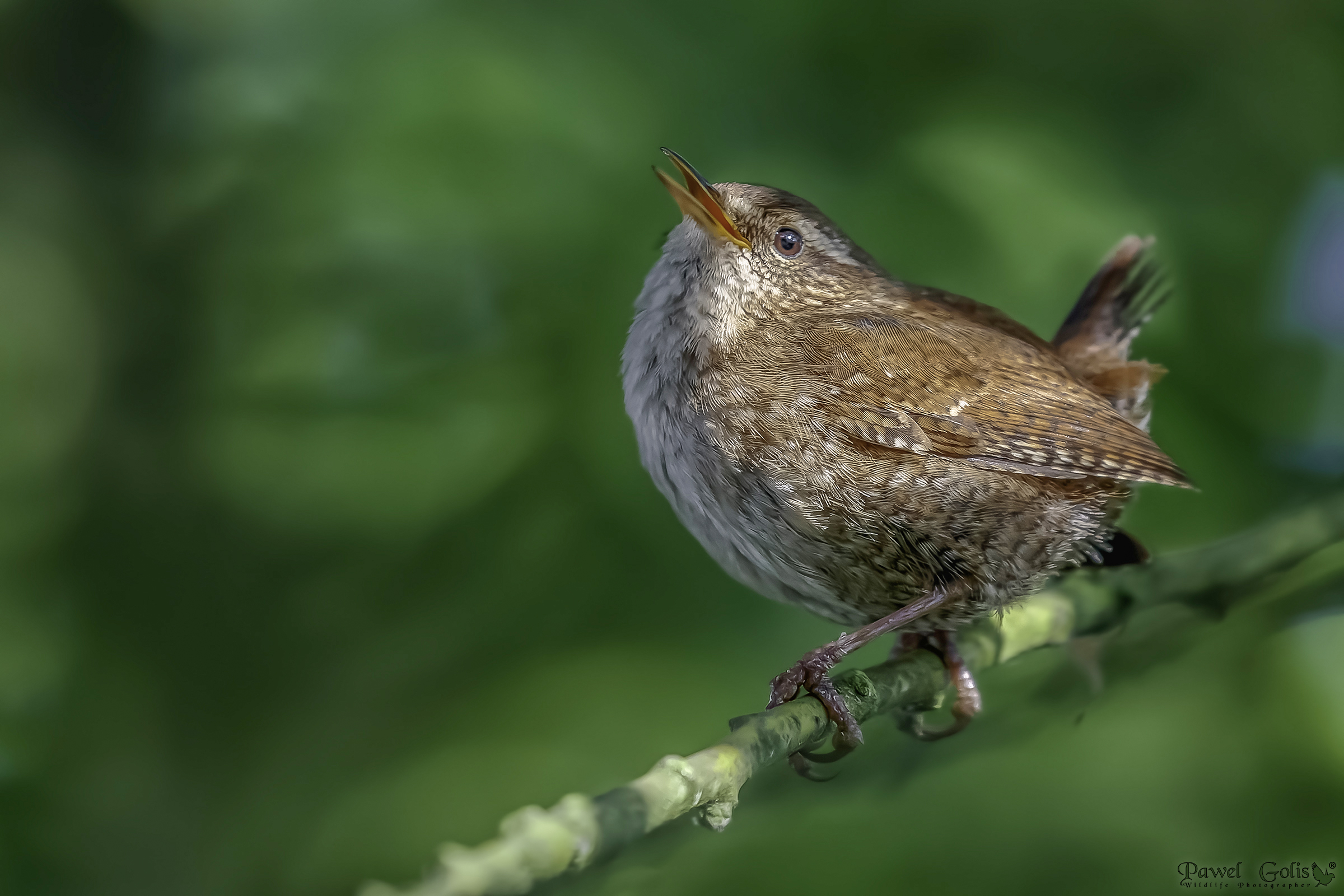 Scricciolo eurasiatico (Troglodytes troglodytes)