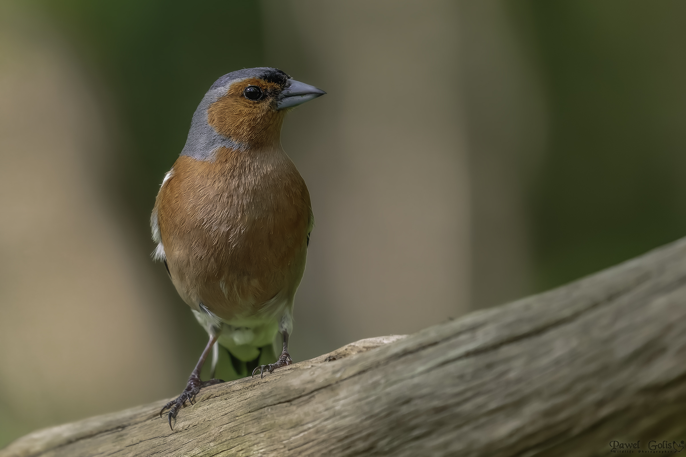 Chaffinch comune (Fringilla coelebs)