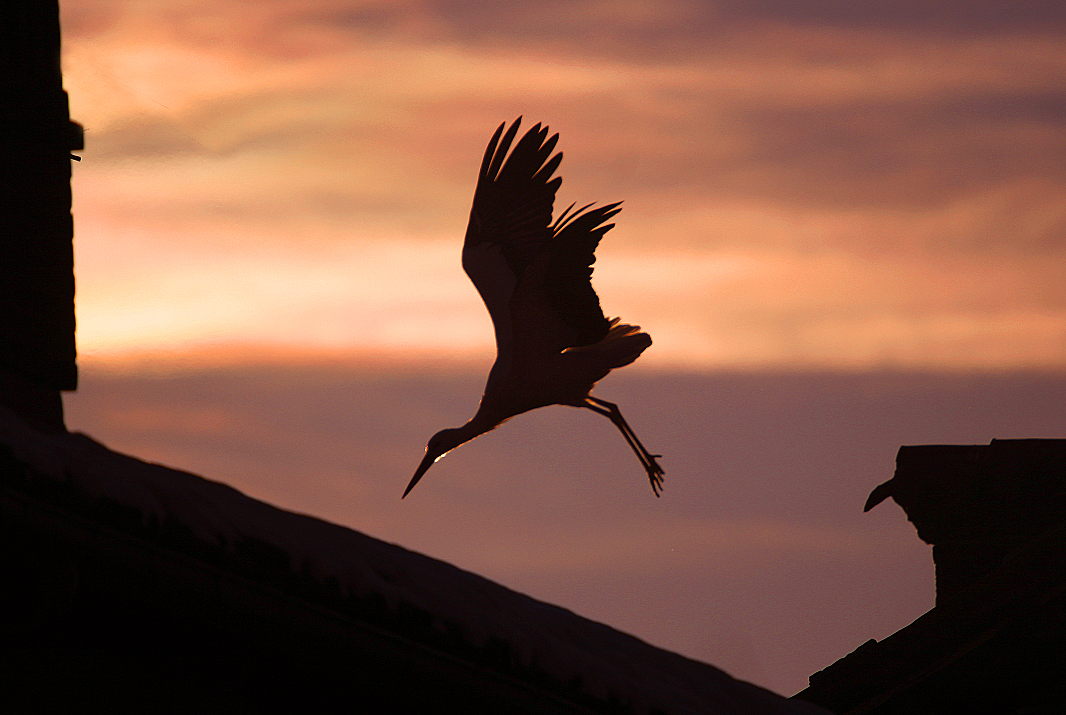 Stork at sunset