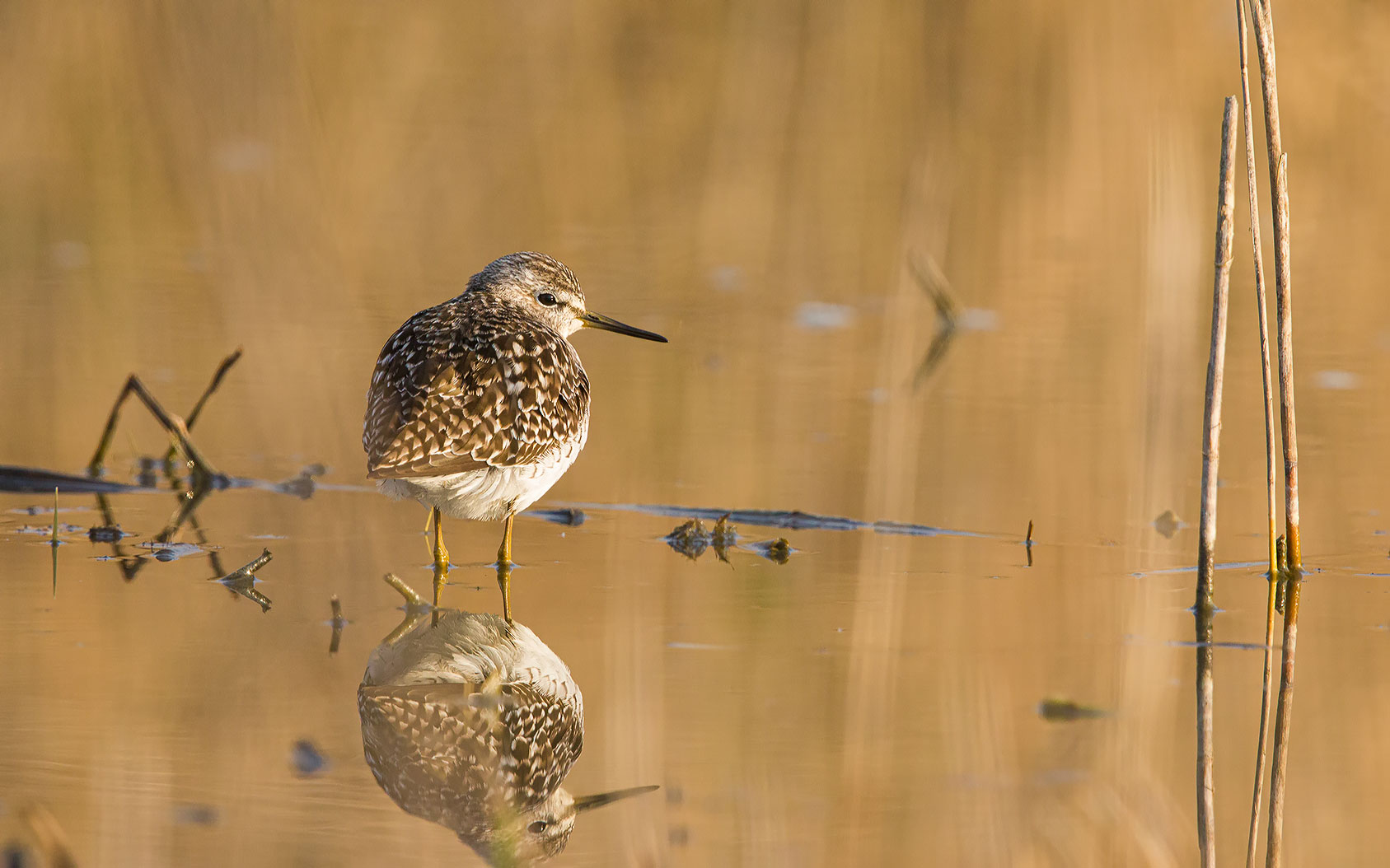 piro piro boschereccio