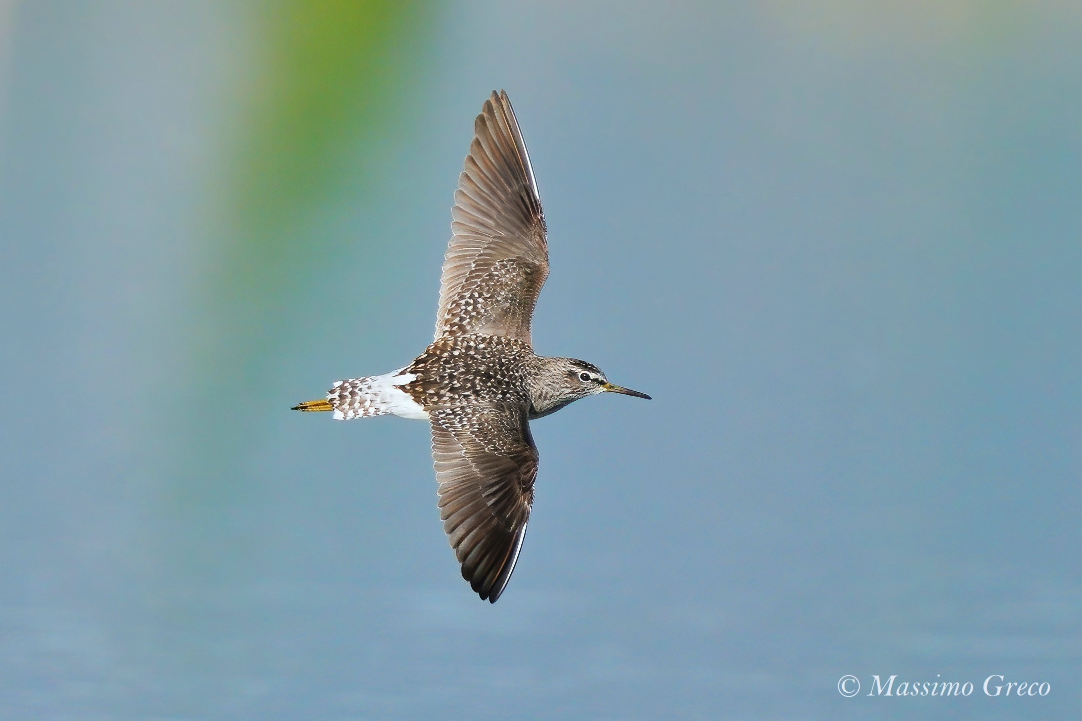 Pyro pyro boschereccio (Tringa glareola)