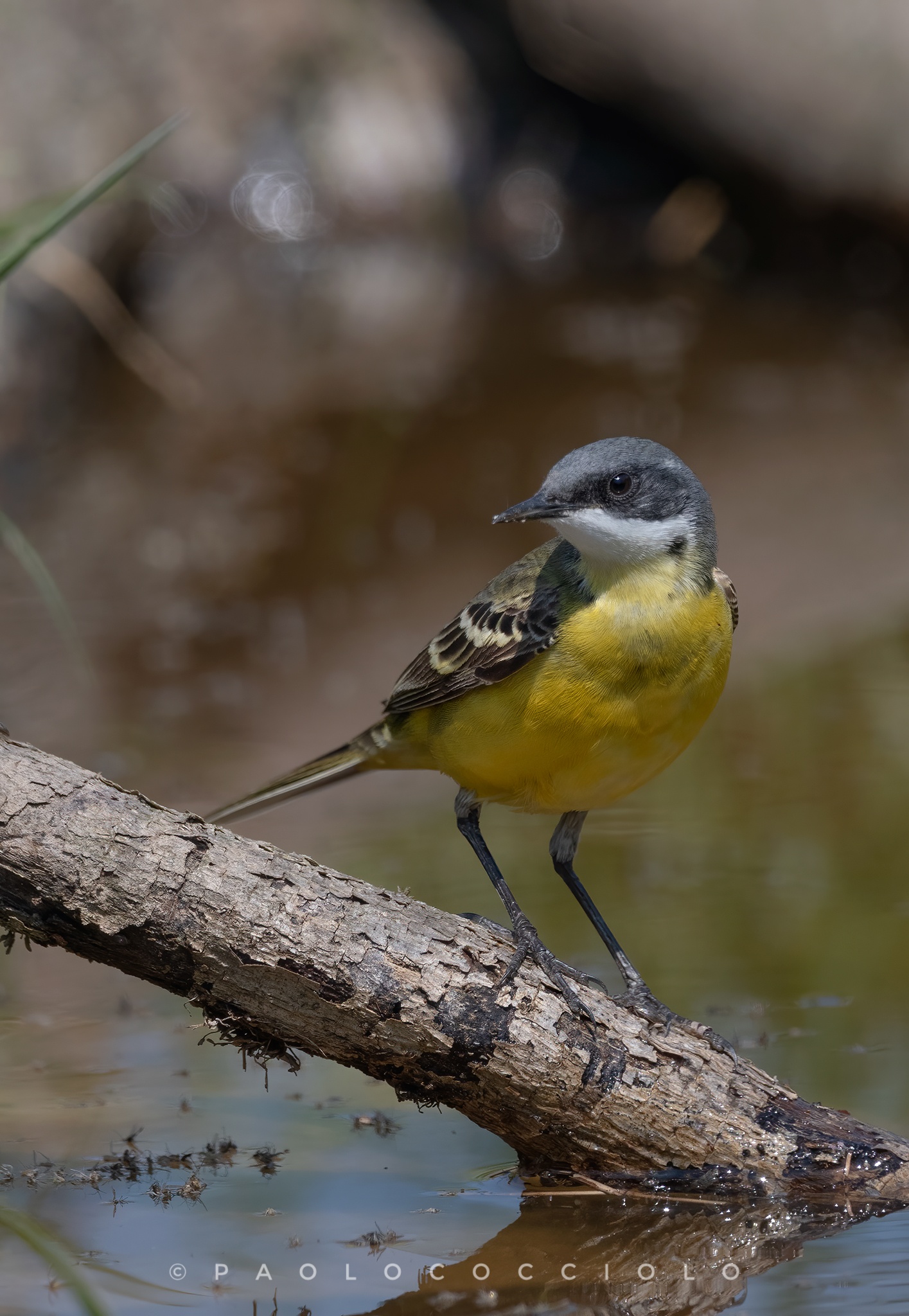 wagtail