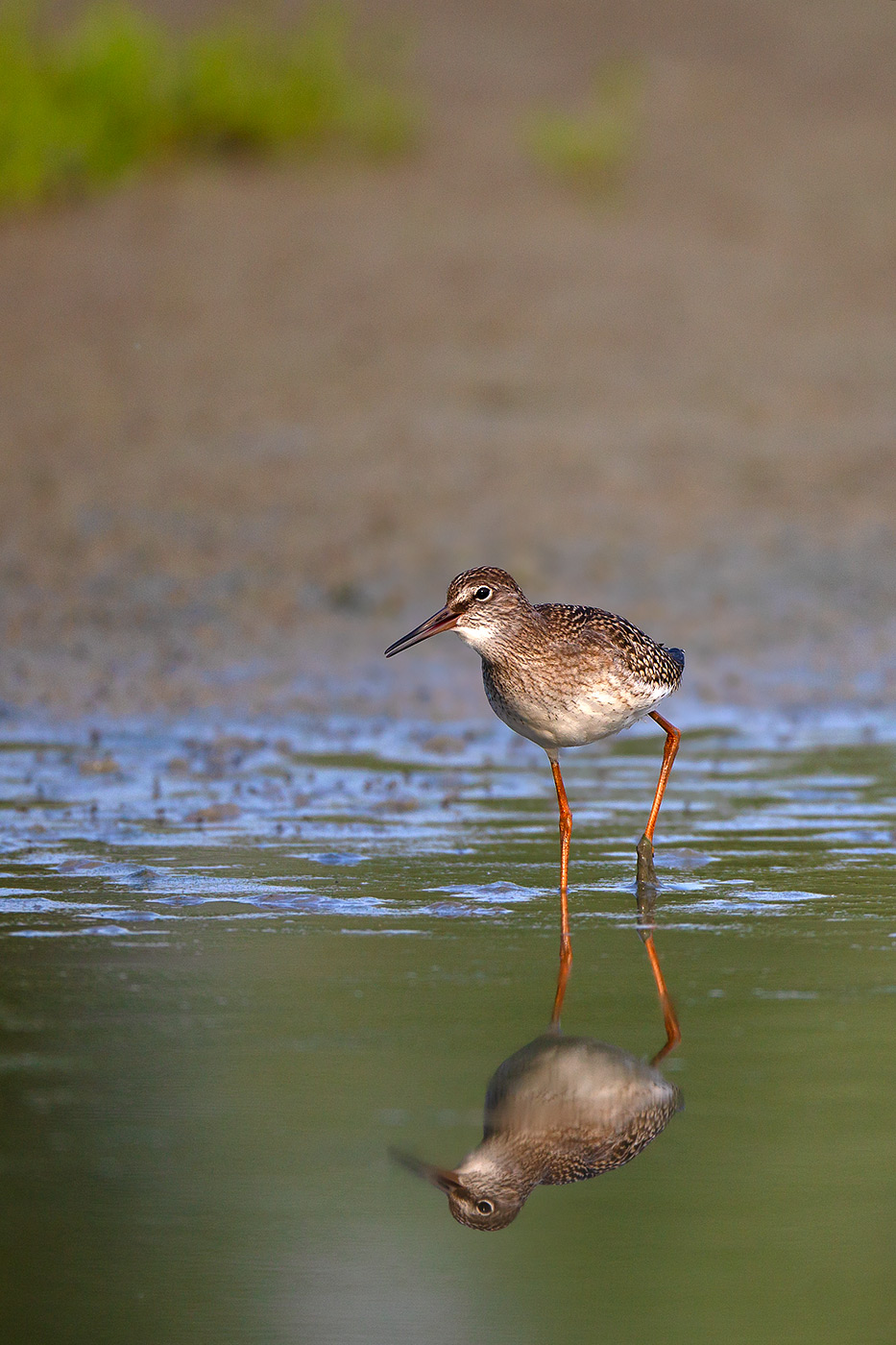 redshank