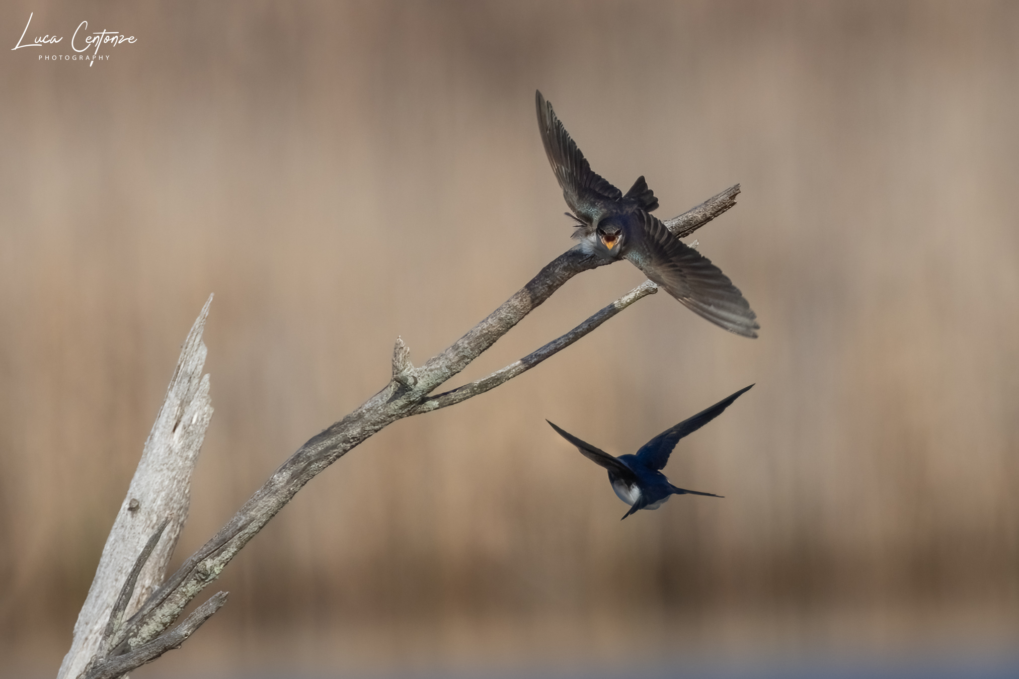 Tree Swallow(Tachycineta bicolor)