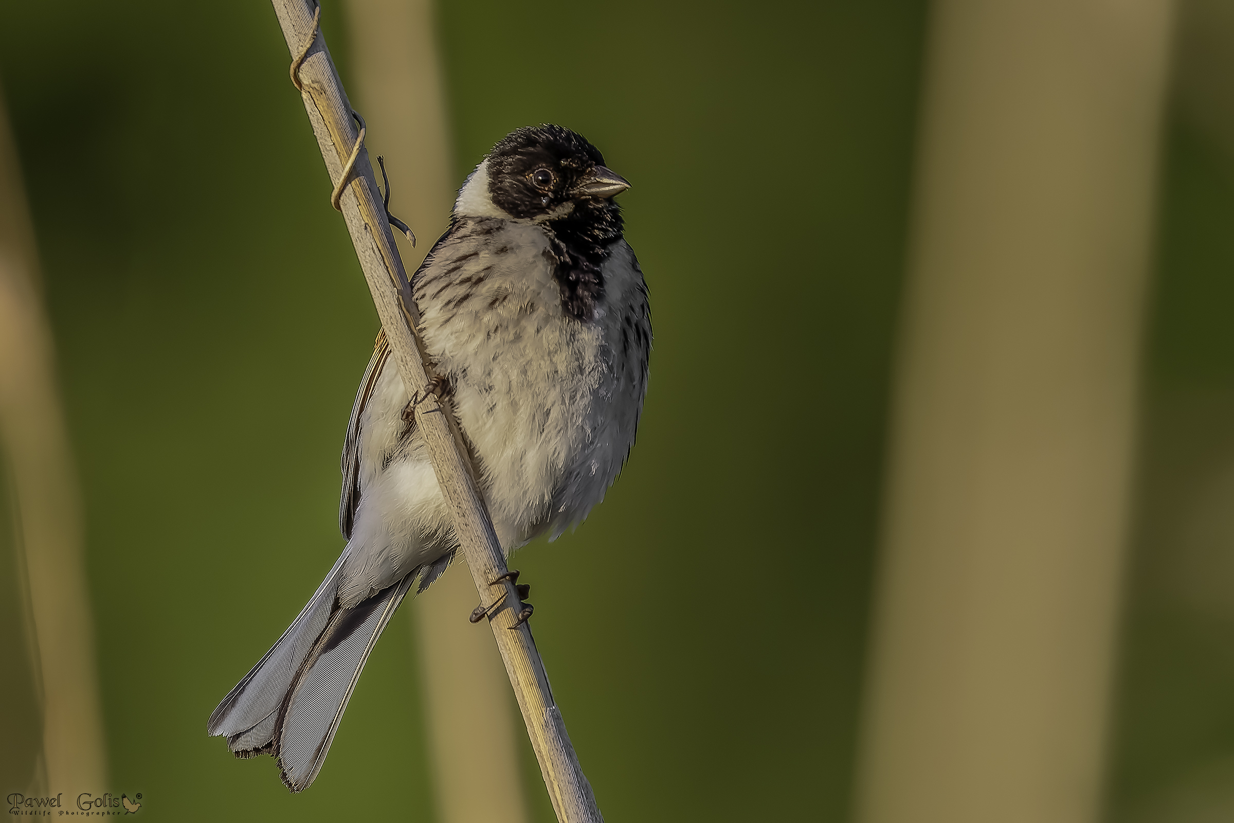 Bunting di cana comune (Emberiza schoeniclus)