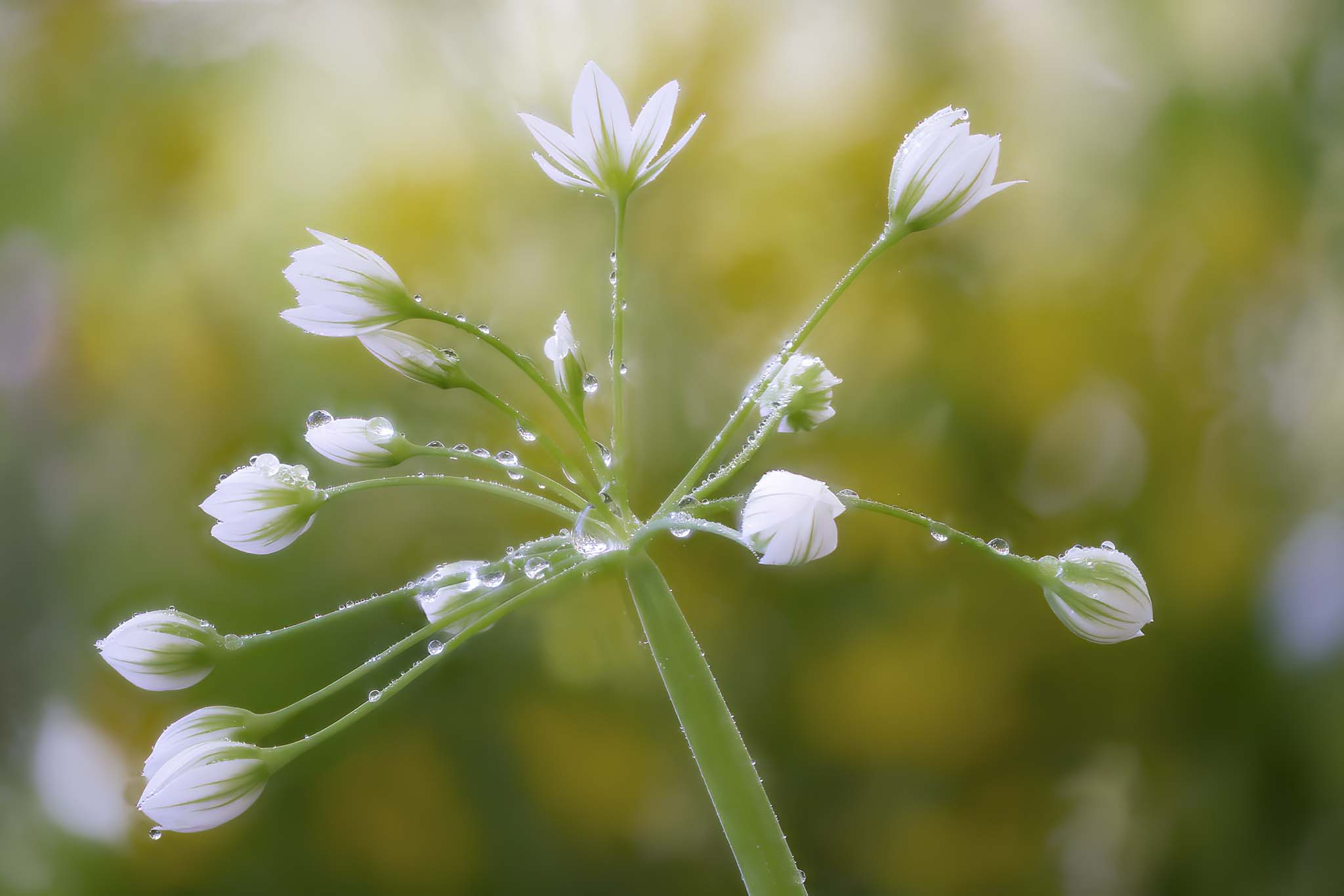 fiore di aglio orsino