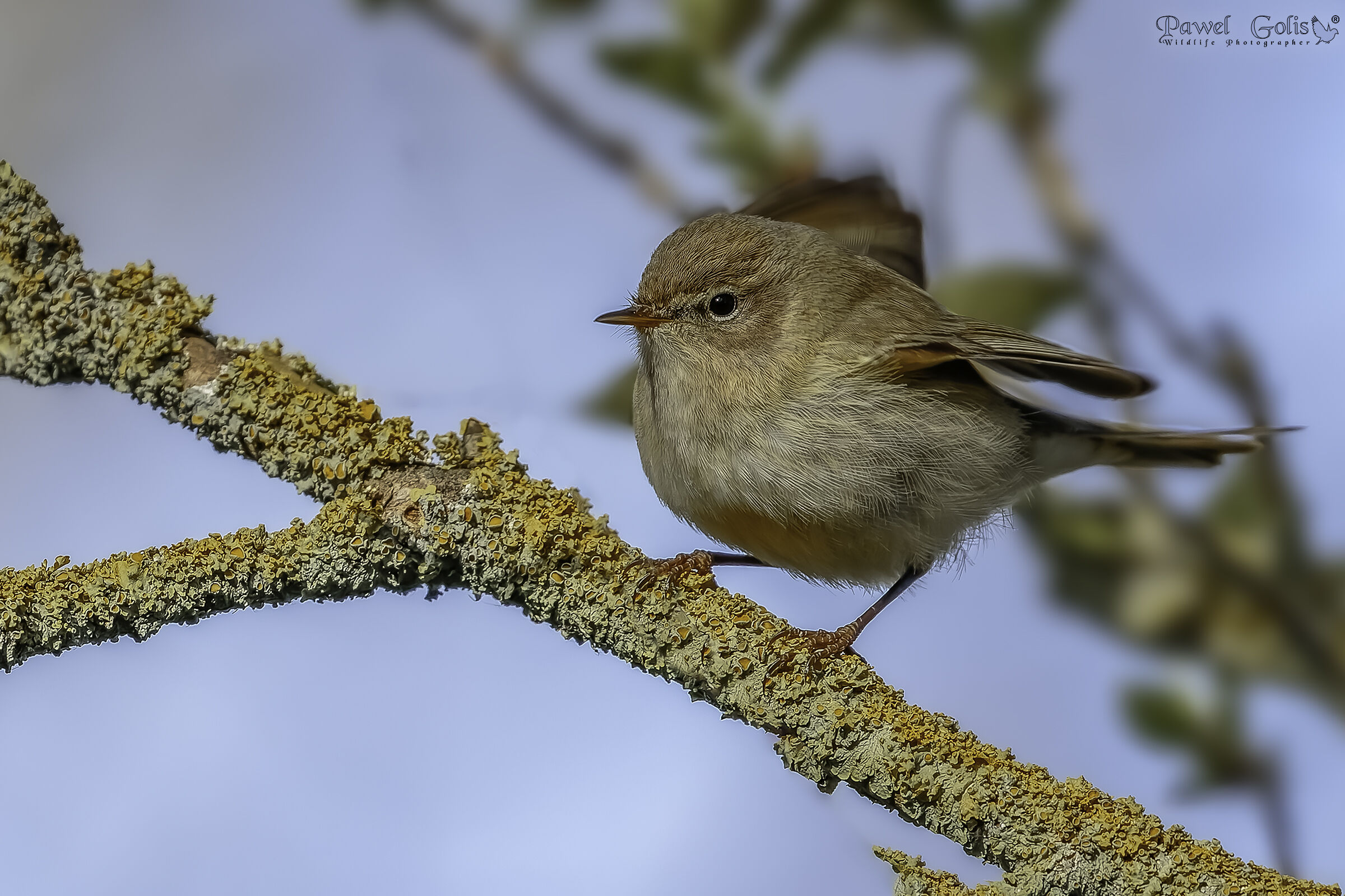 Pigliamosche maculato (Muscicapa striata) ???