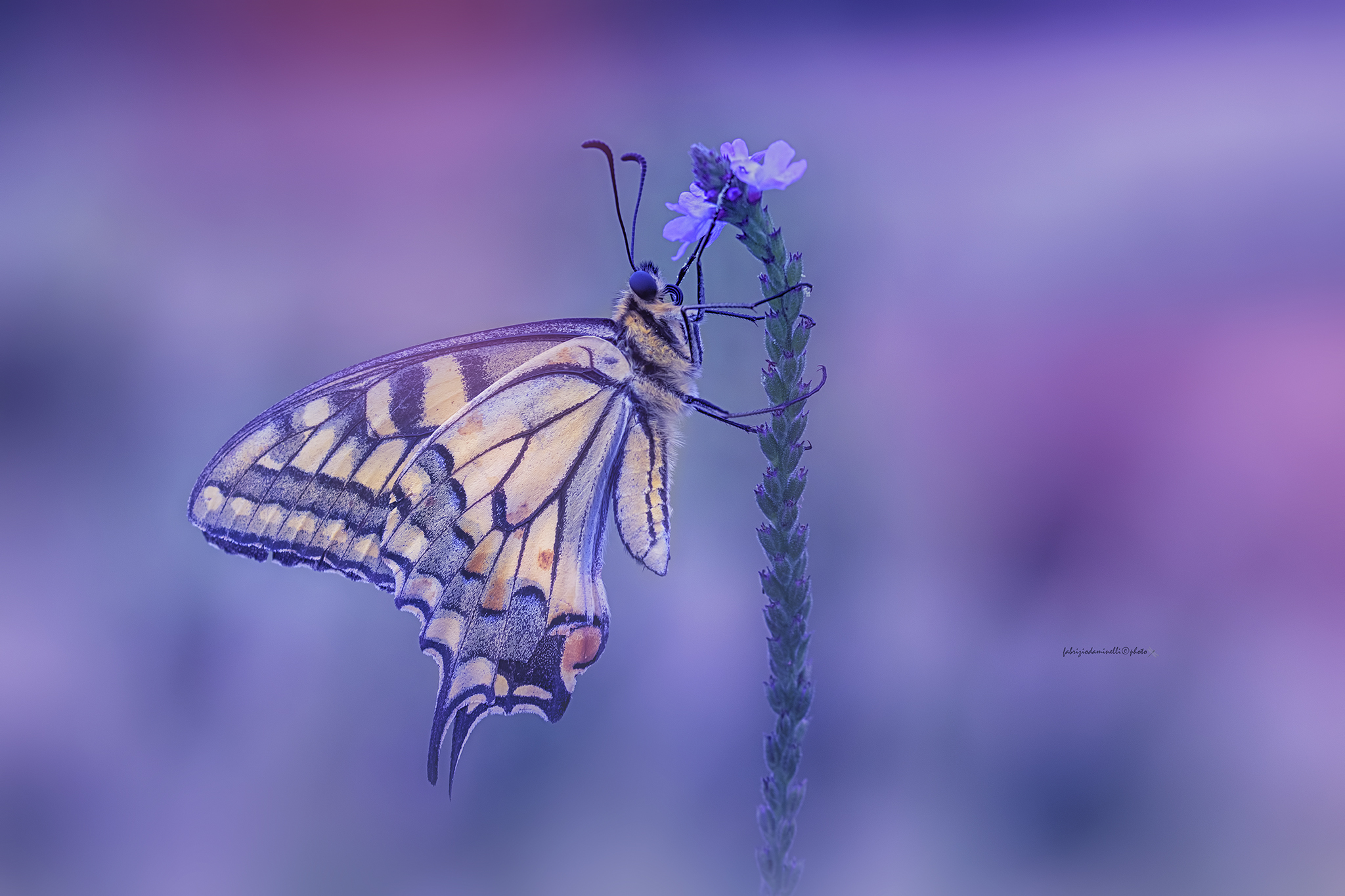 Papilio machaon