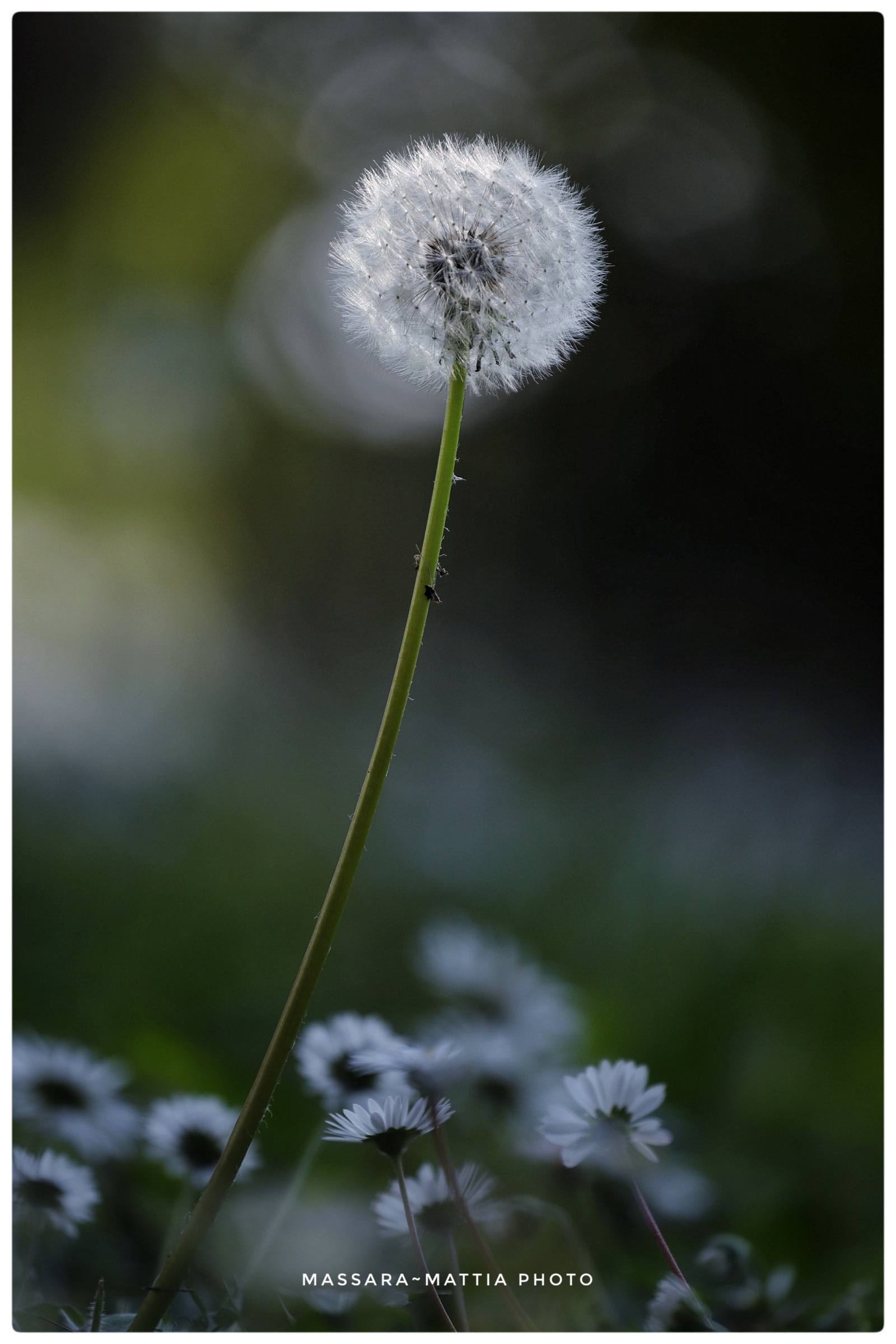 Untitled Photo