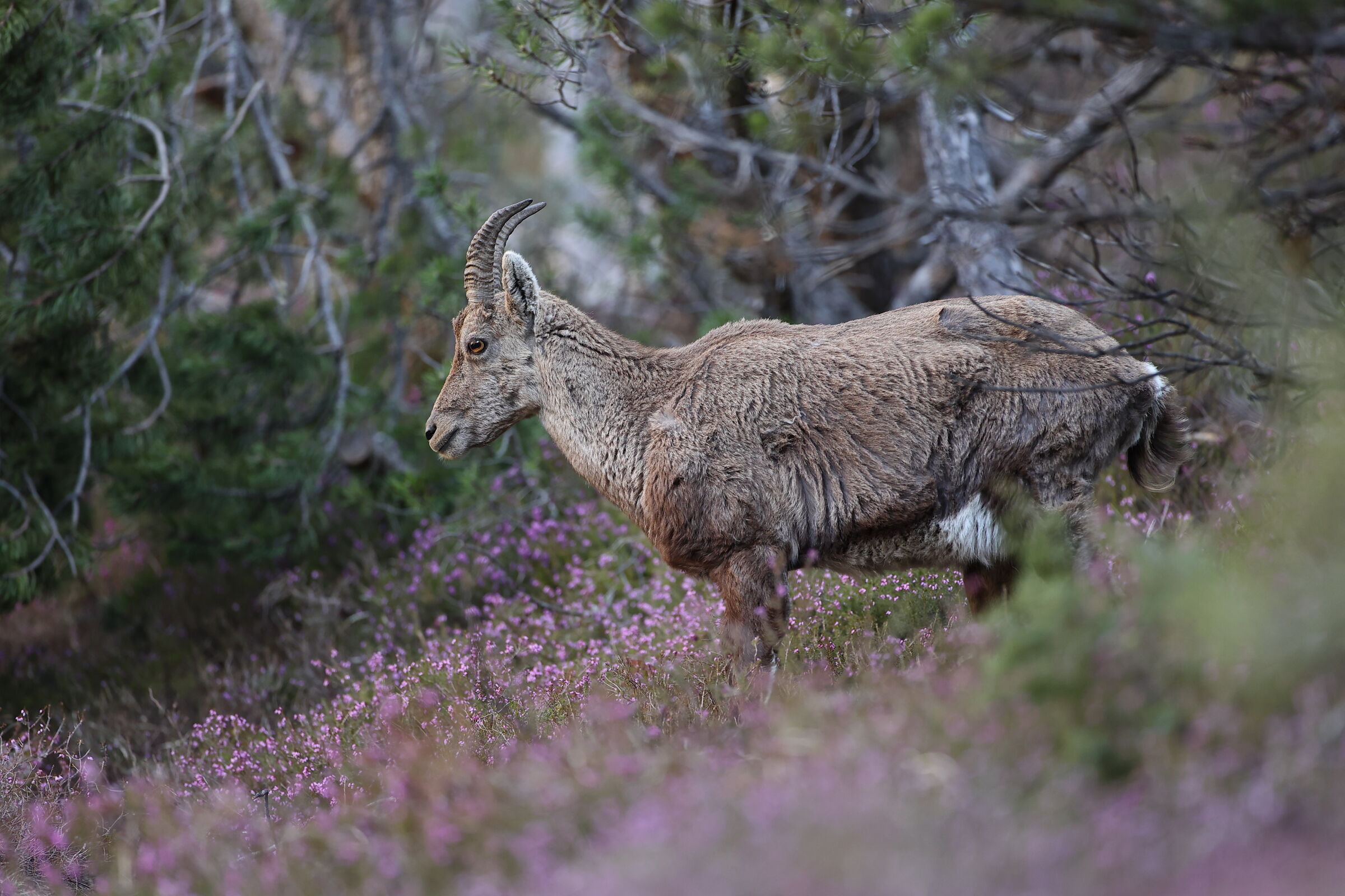 Ibex among the Alpine Erike
