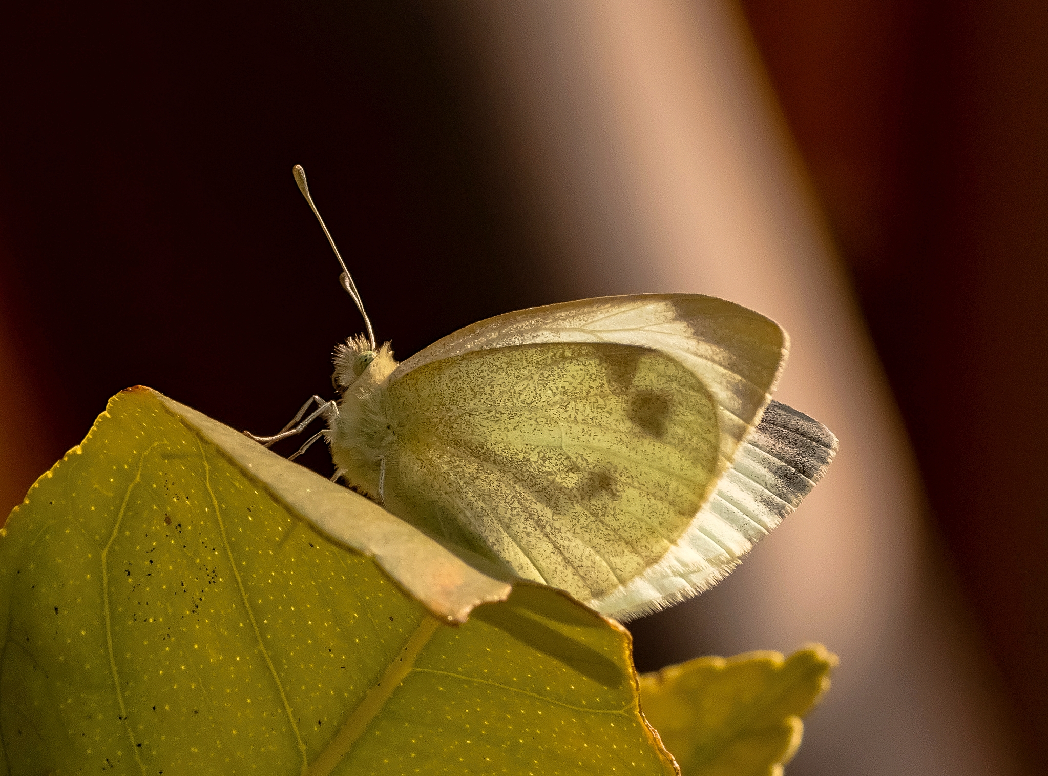 Butterfly Cavolaia on lemon plant leaf 25/04/2021