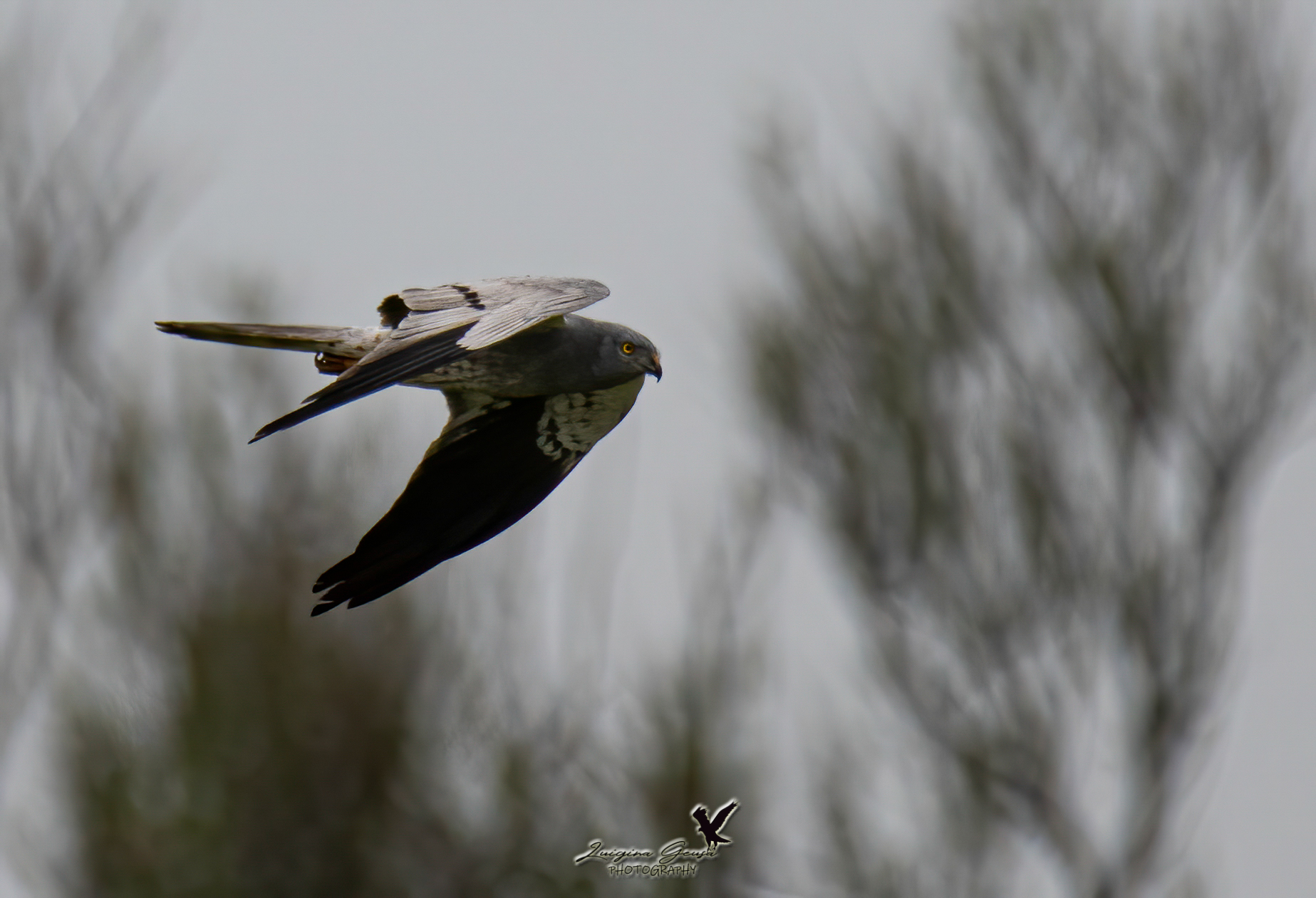 Male Lesser Albanella