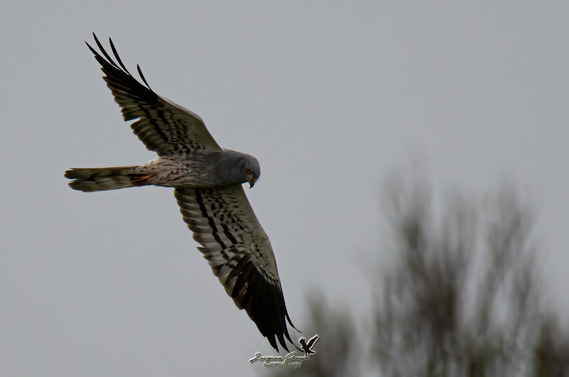 Lesser Albanella