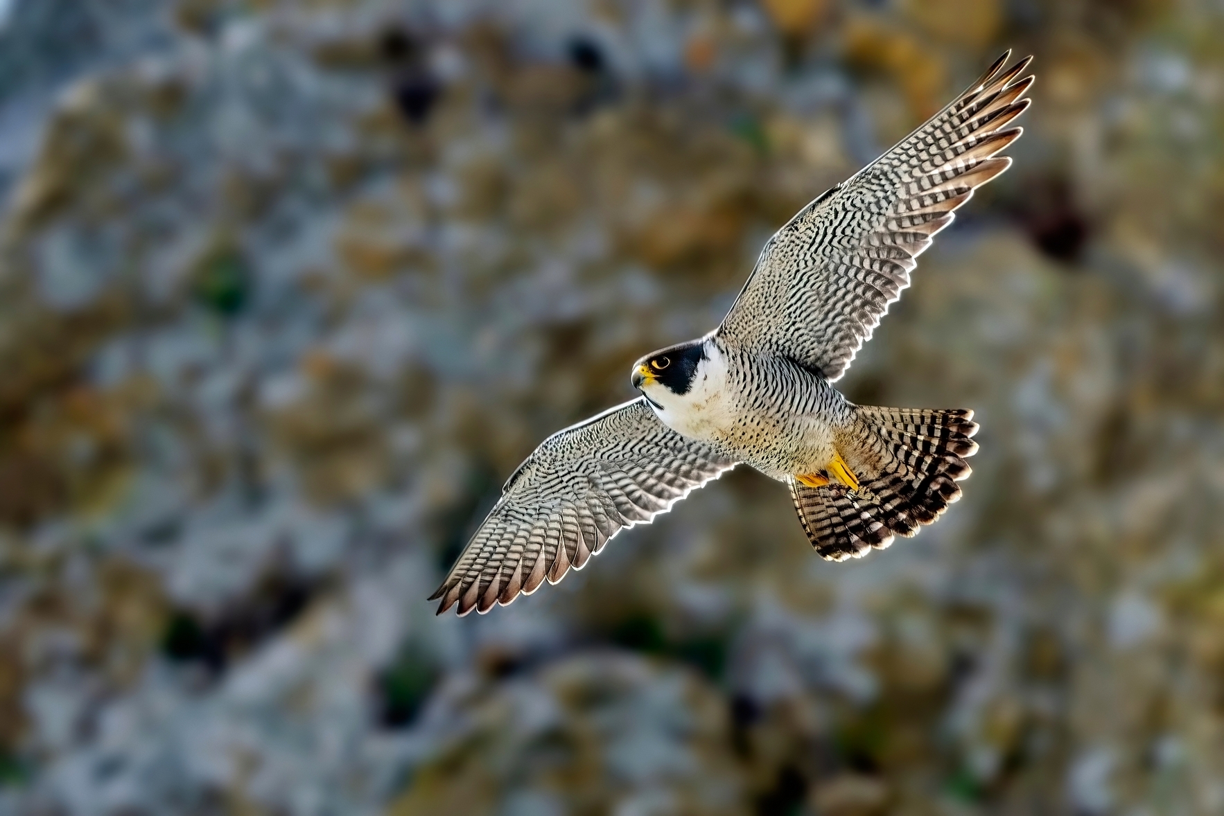 Gorgeus Peregrine falcon