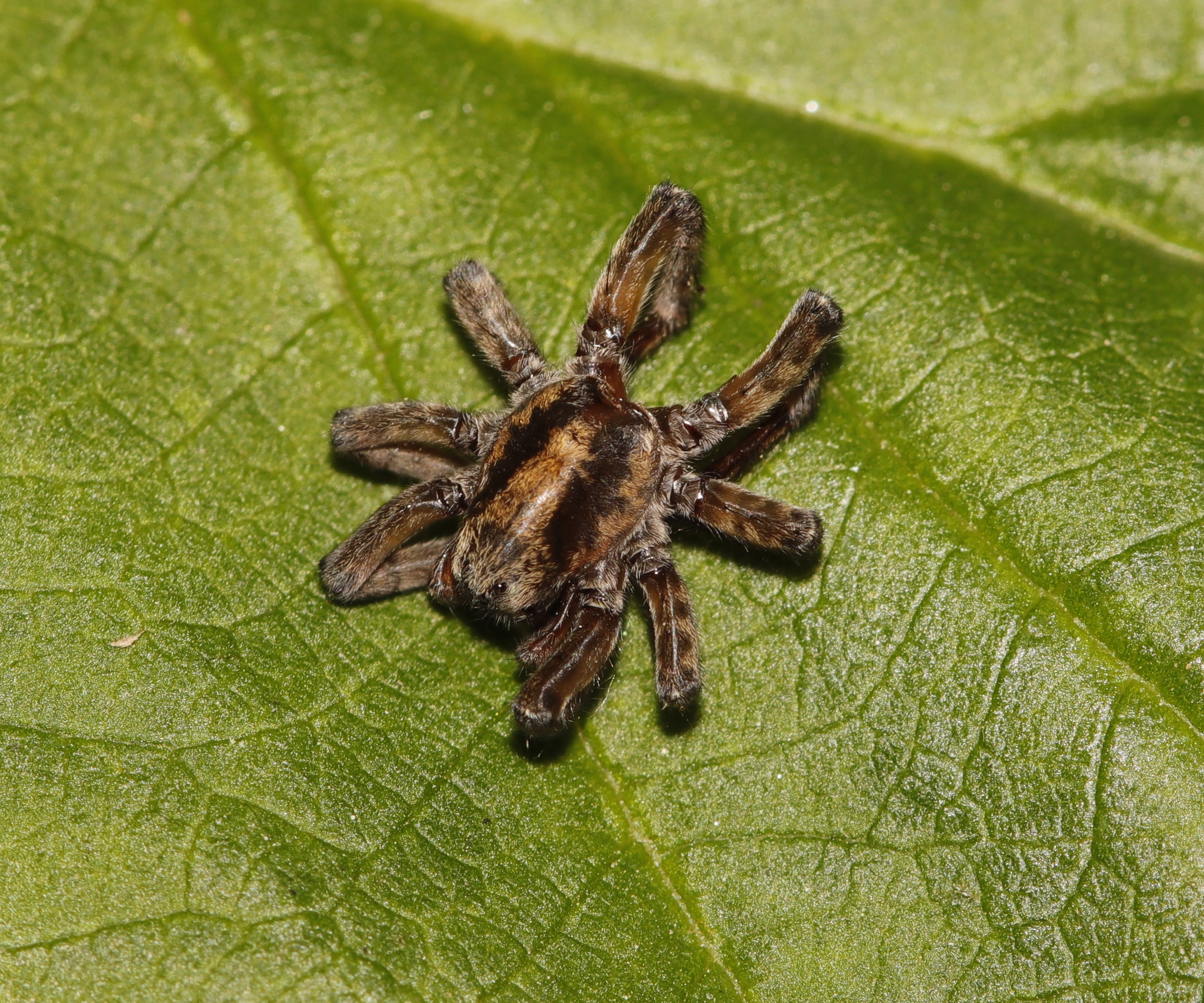 Spider over leaf raspberry plant 26/04/2021