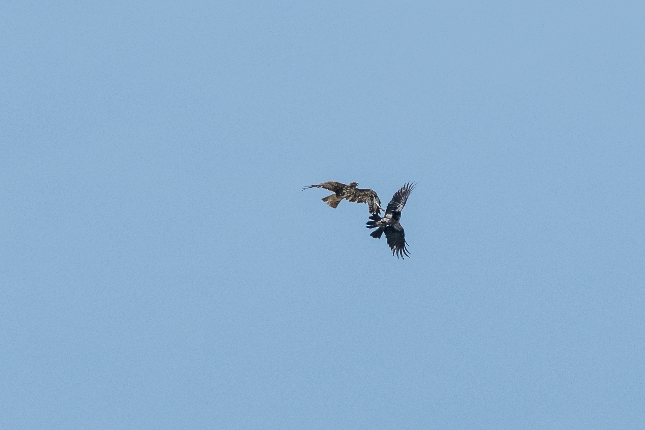 buzzard