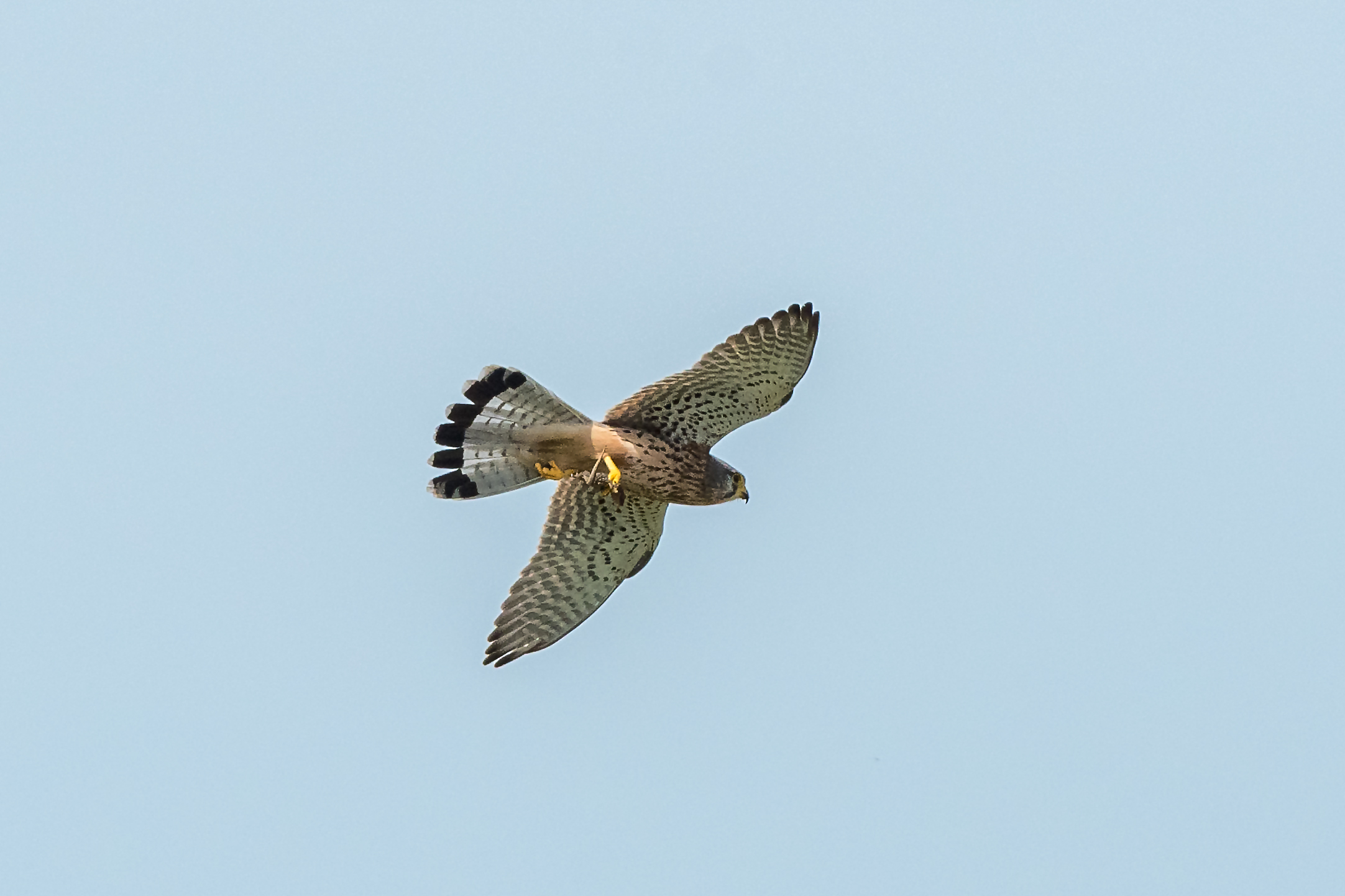 kestrel