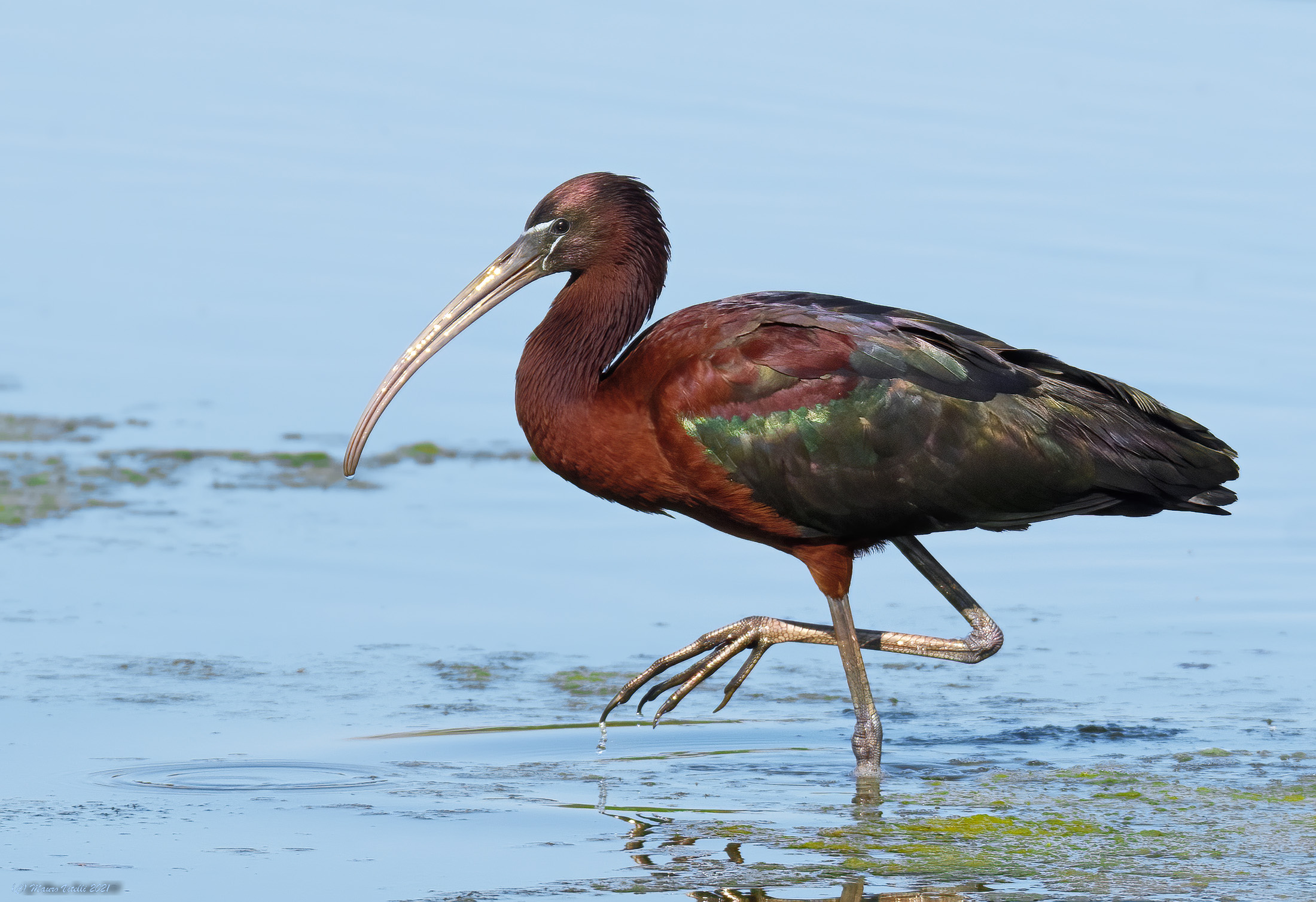 Mignattaio (Plegadis falcinellus)