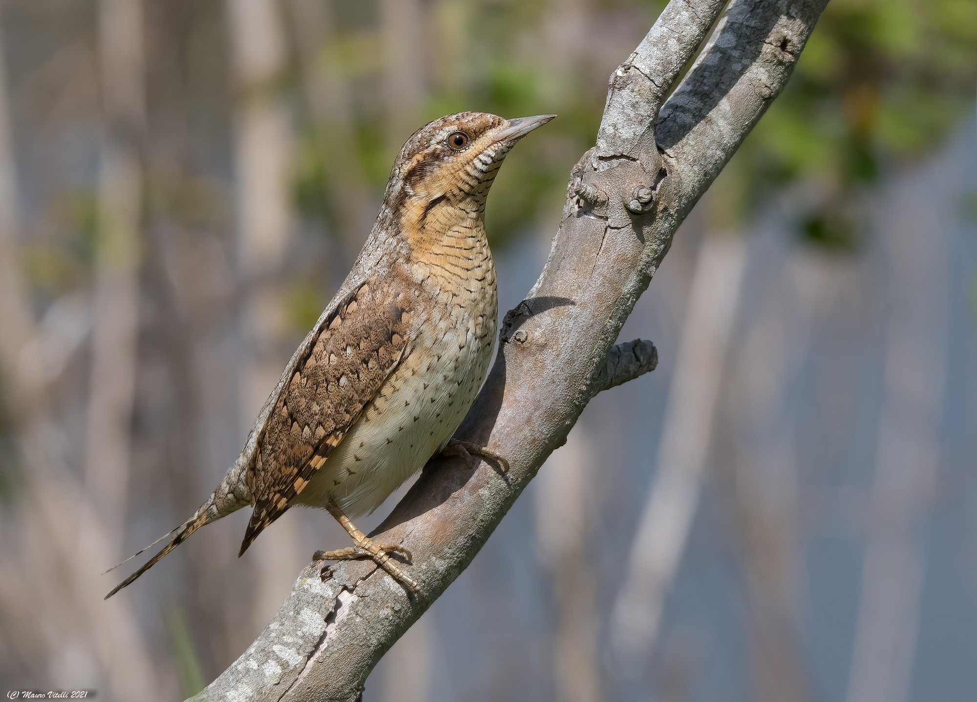 Torcicollo (Jynx torquilla)