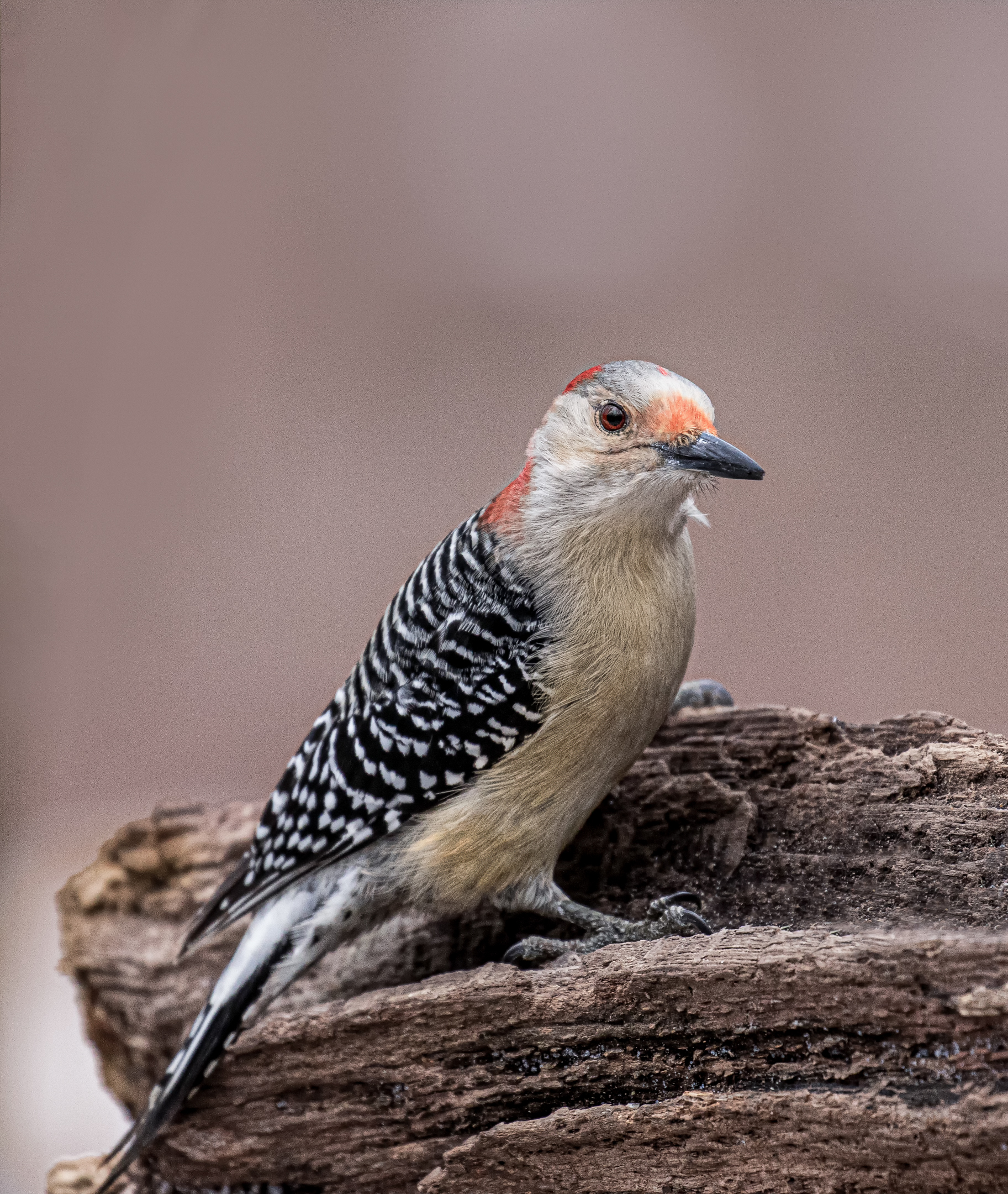 Red Bellied Woodpecker