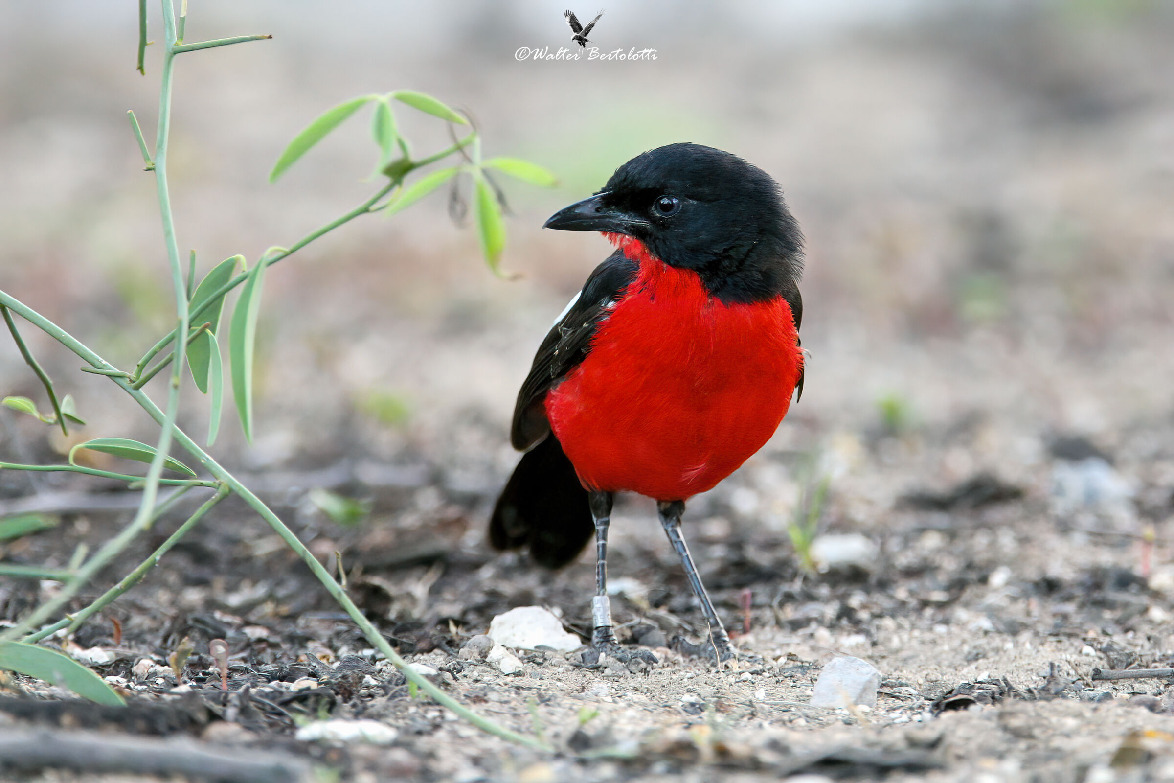 Laniarius atrococcineus