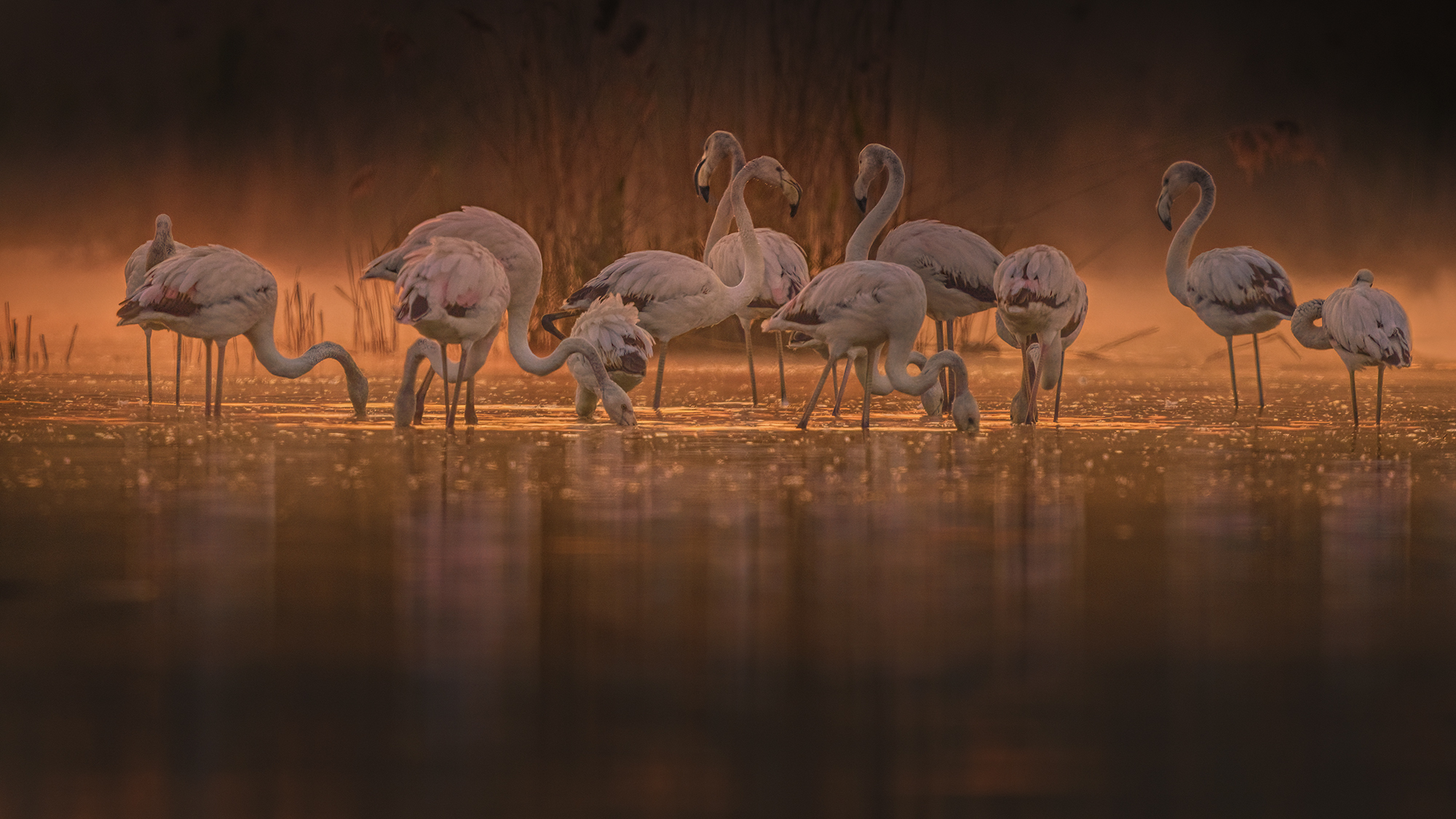 fenicotteri all'alba valli bolognesi  aprile 2021