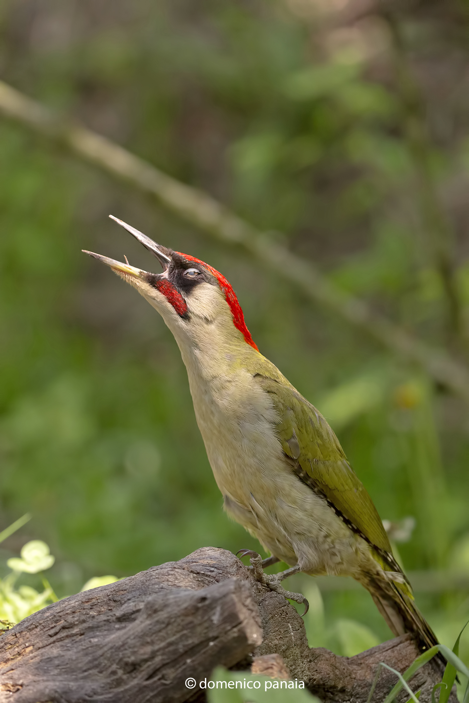 il picchio verde non canta....ulula