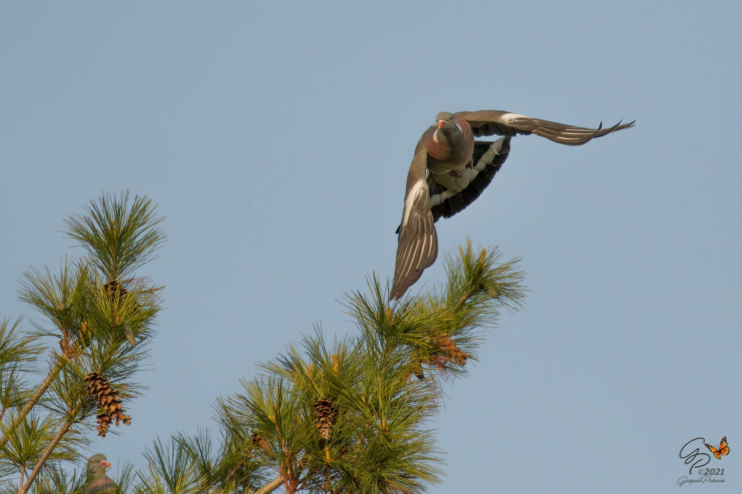 Slalom between pine trees (2)