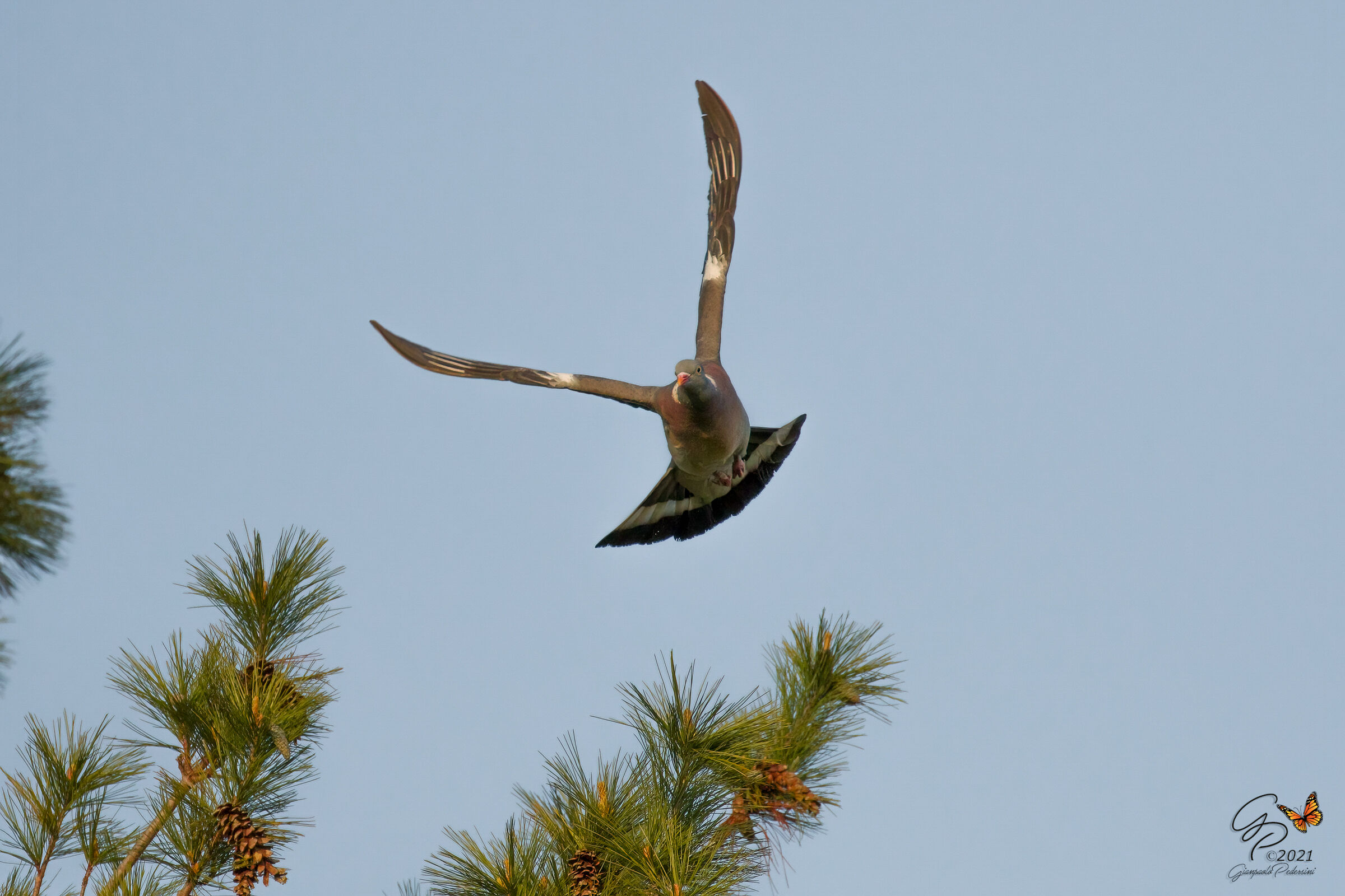 Slalom between pine trees (1)
