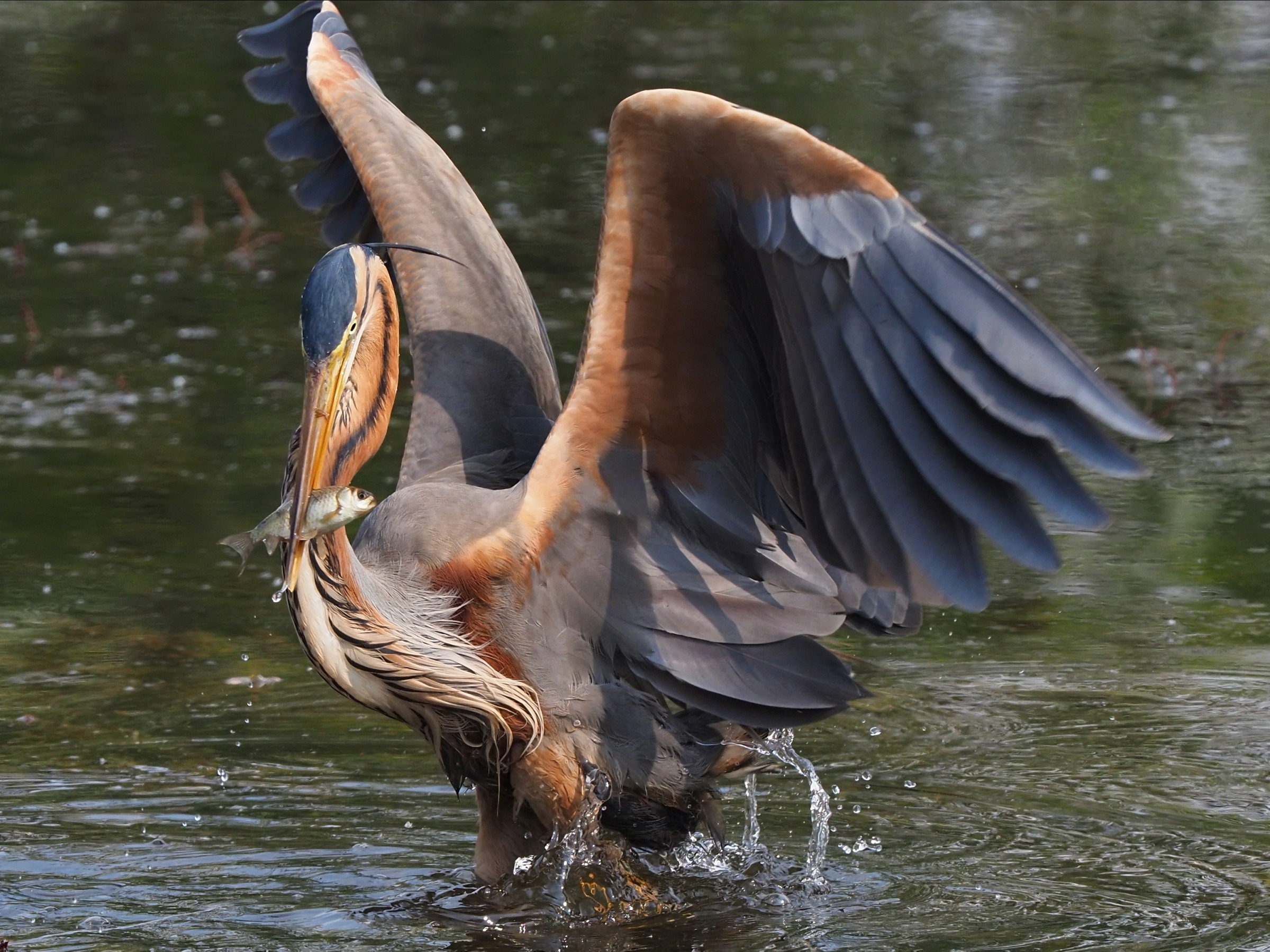 finalmente si mangia