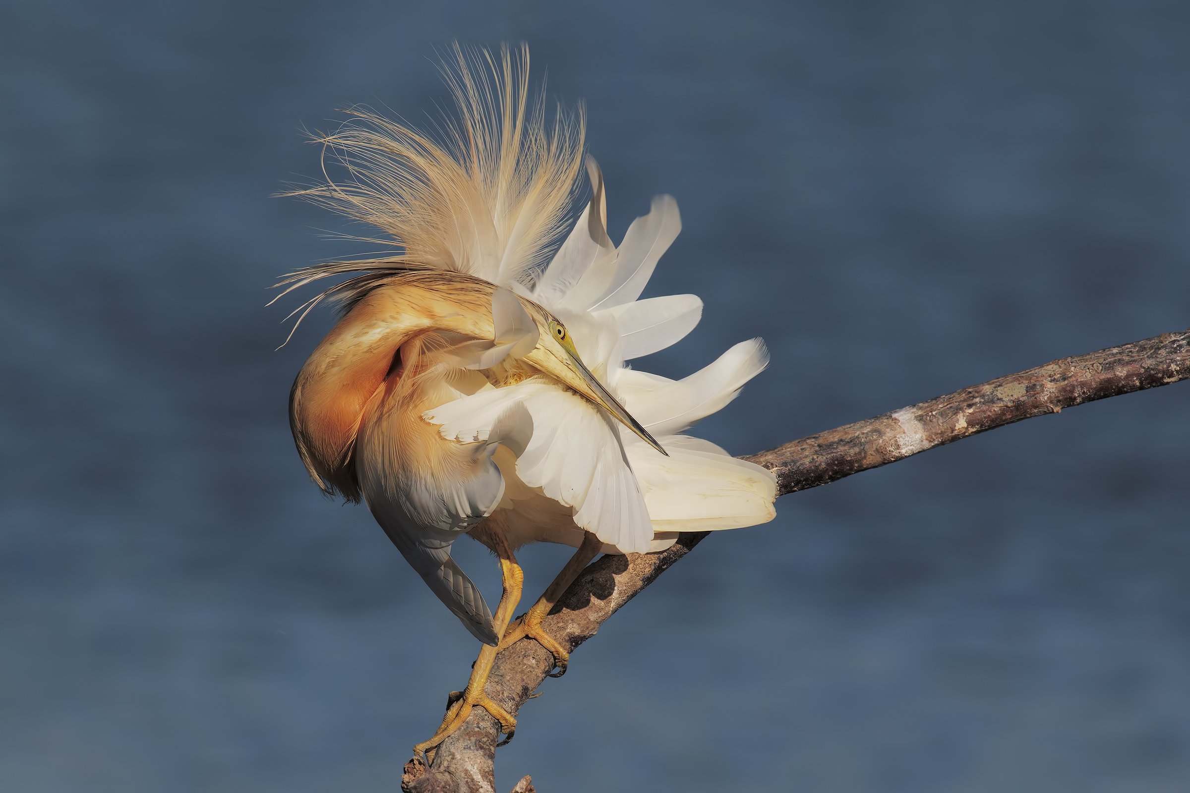 sgarza ciuffetto pulizie